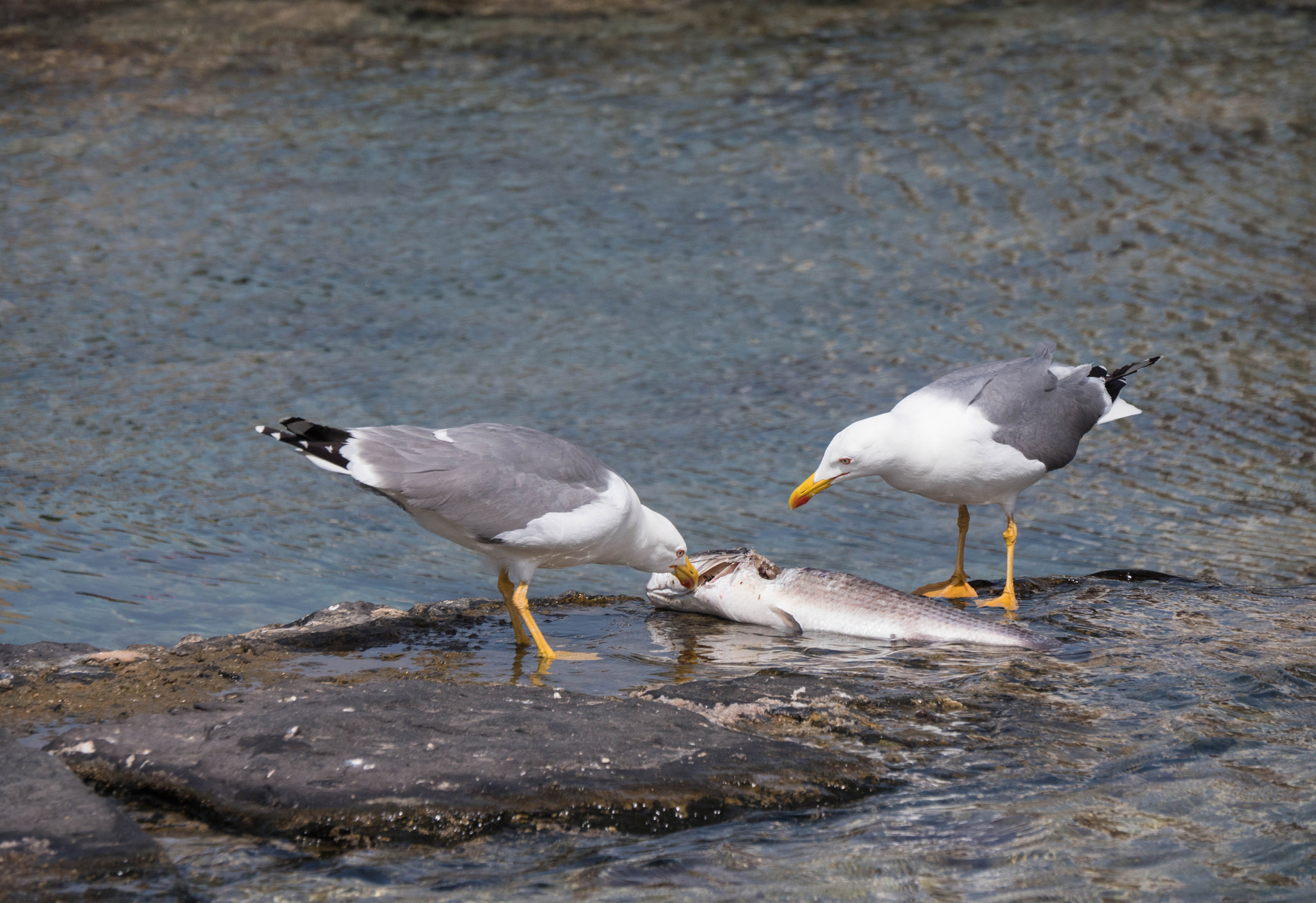 Panasonic Lumix DMC-GX8 sample photo. -1703_playa blanca070070.jpg photography