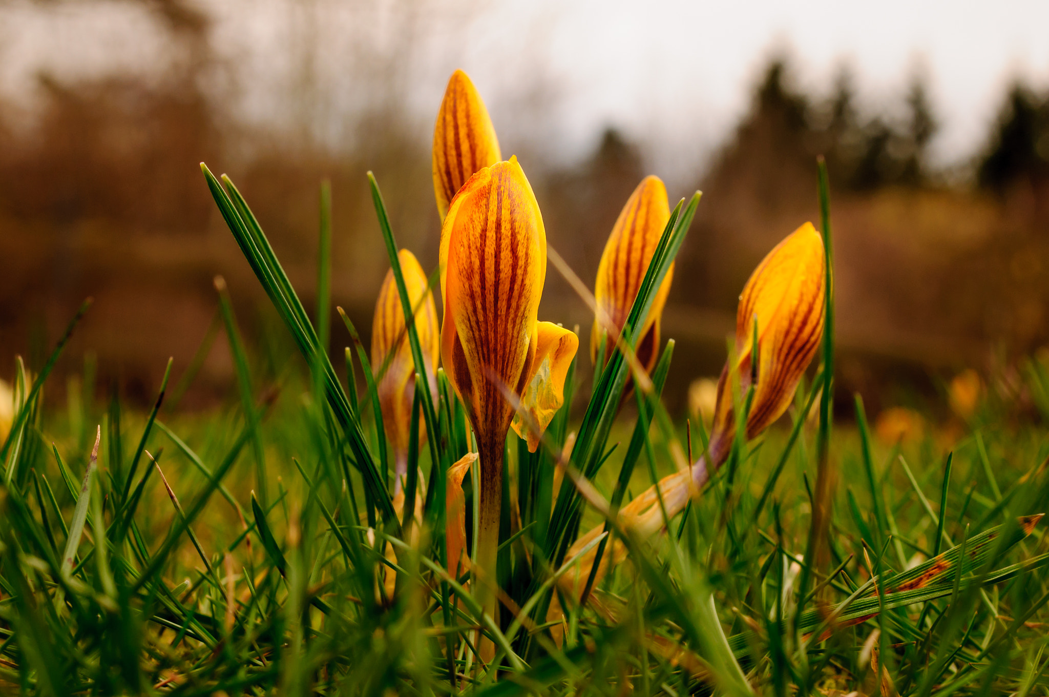 Nikon AF-S DX Micro Nikkor 40mm F2.8 sample photo. Naheliegenes motiv zur dieser zeit photography