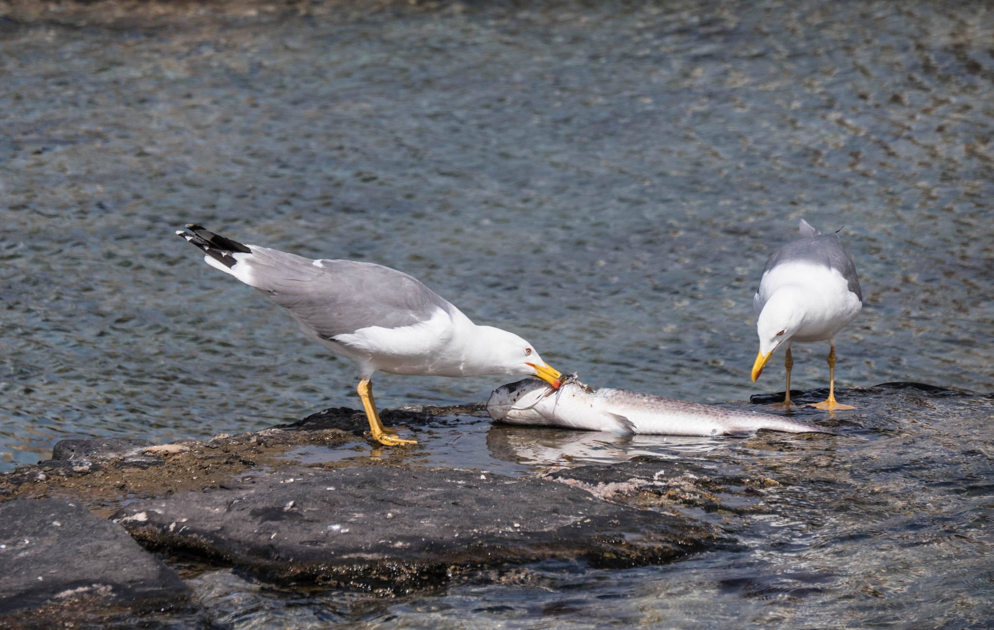 Panasonic Lumix DMC-GX8 sample photo. -1703_playa blanca077077.jpg photography