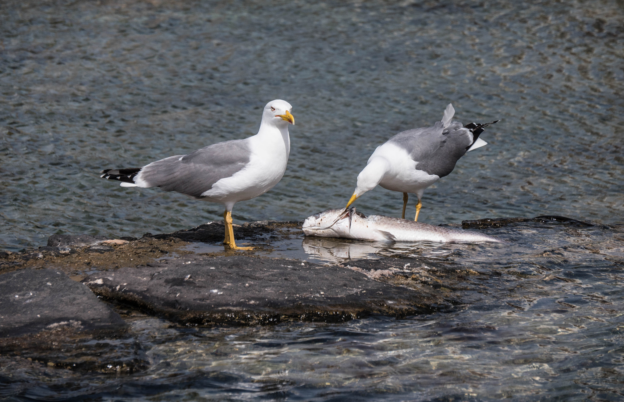 Panasonic Lumix DMC-GX8 sample photo. -1703_playa blanca079079.jpg photography