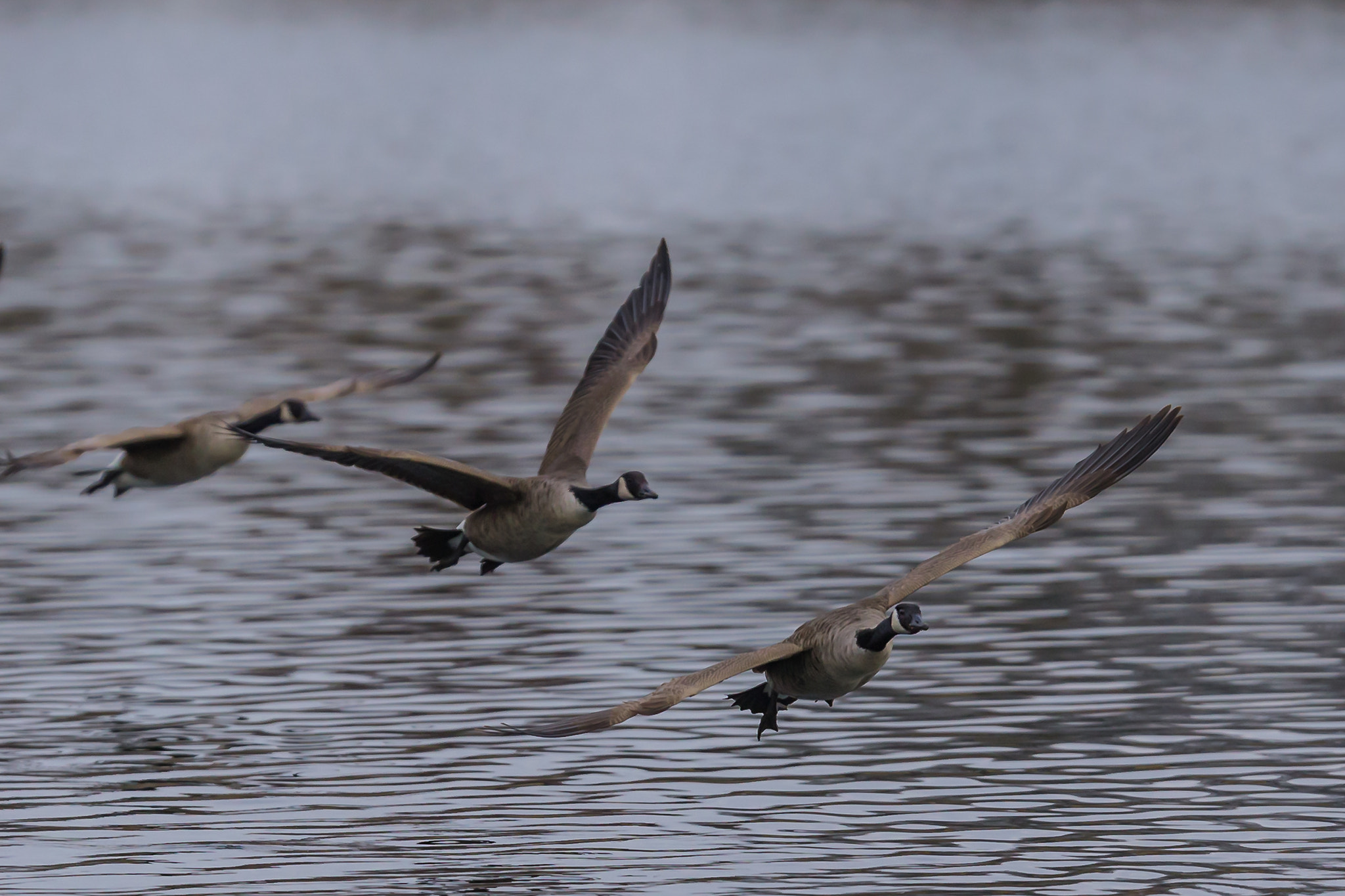 Canon EF 200mm F2L IS USM sample photo. Canada goose.. photography