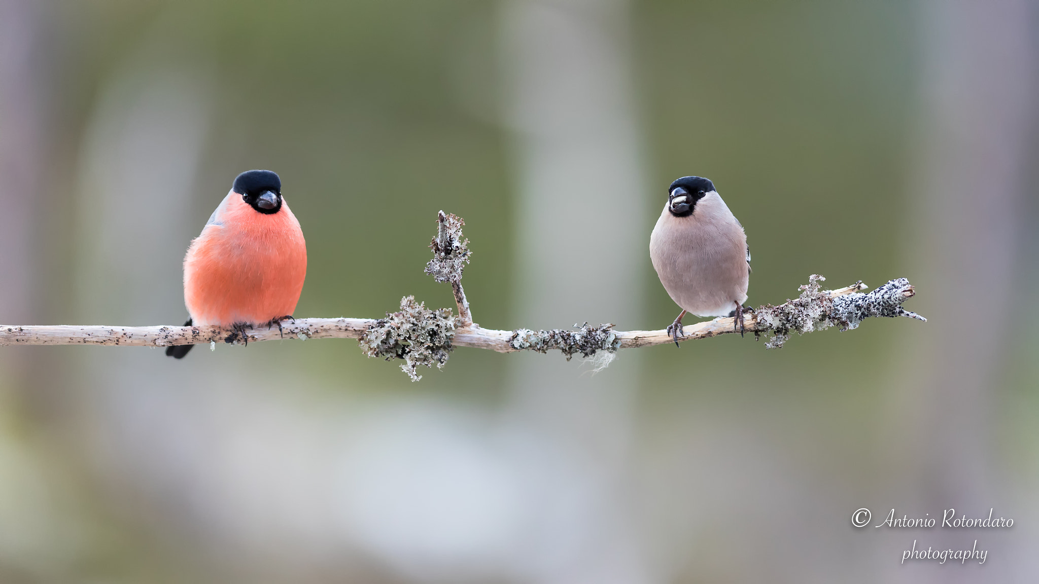 Canon EF 400mm F2.8L IS II USM sample photo. Bullfink  photography