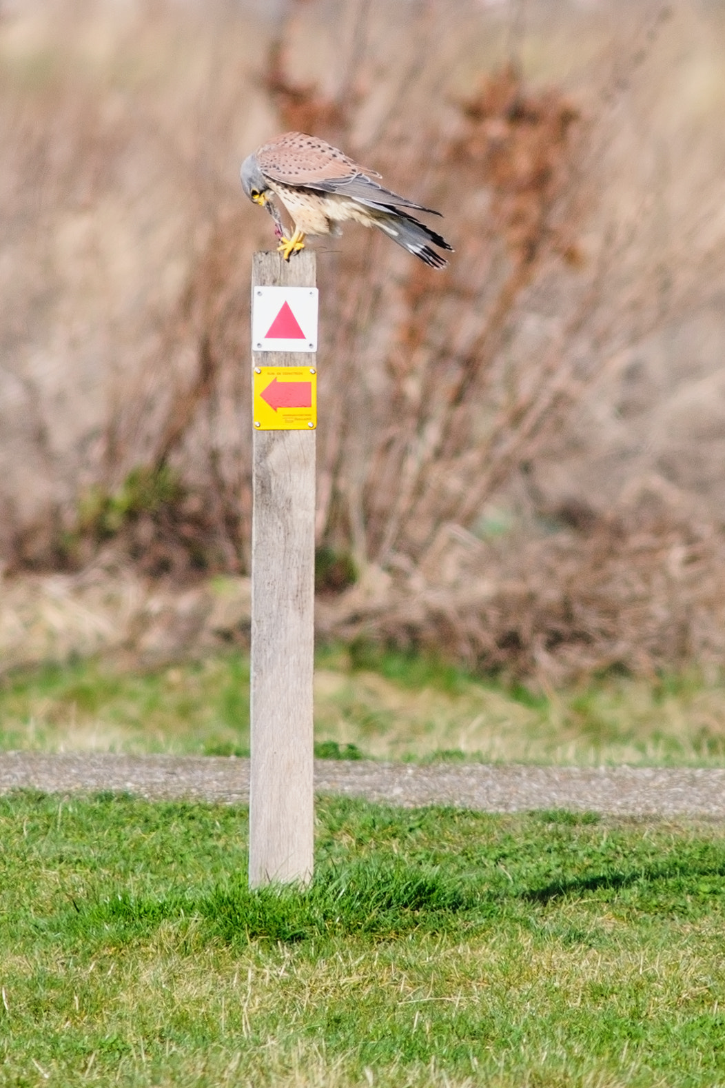 AF Nikkor 300mm f/4 IF-ED sample photo. Falcon eating a prey photography