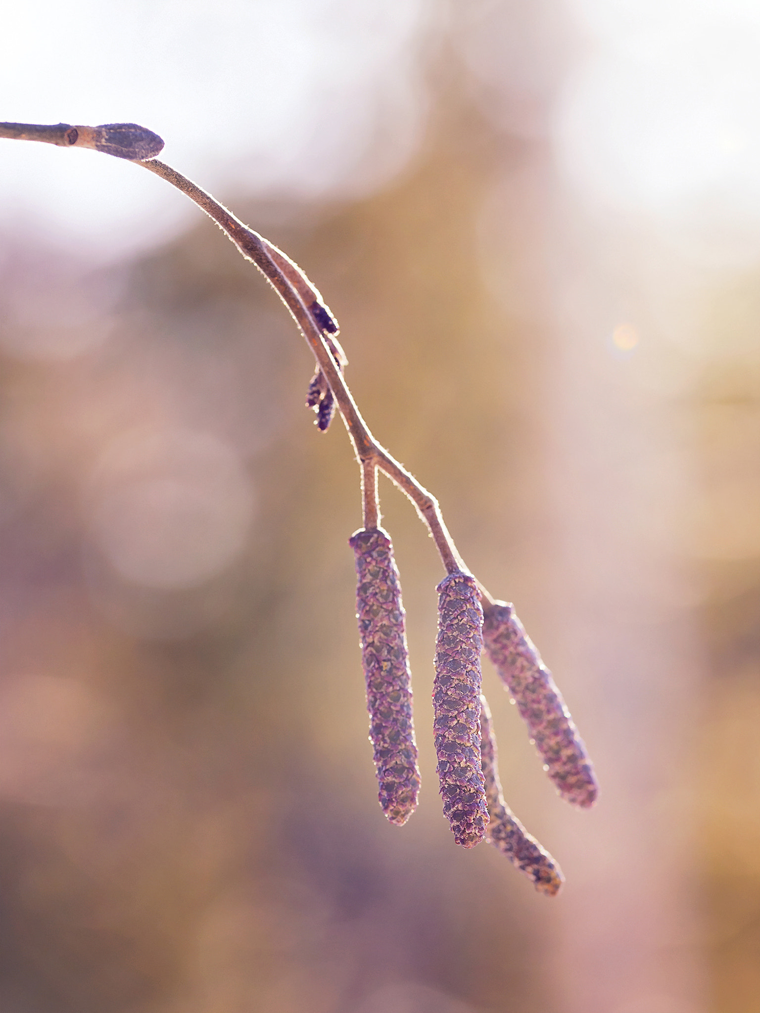 Sigma 105mm F2.8 EX DG OS HSM sample photo. In the sunlight photography