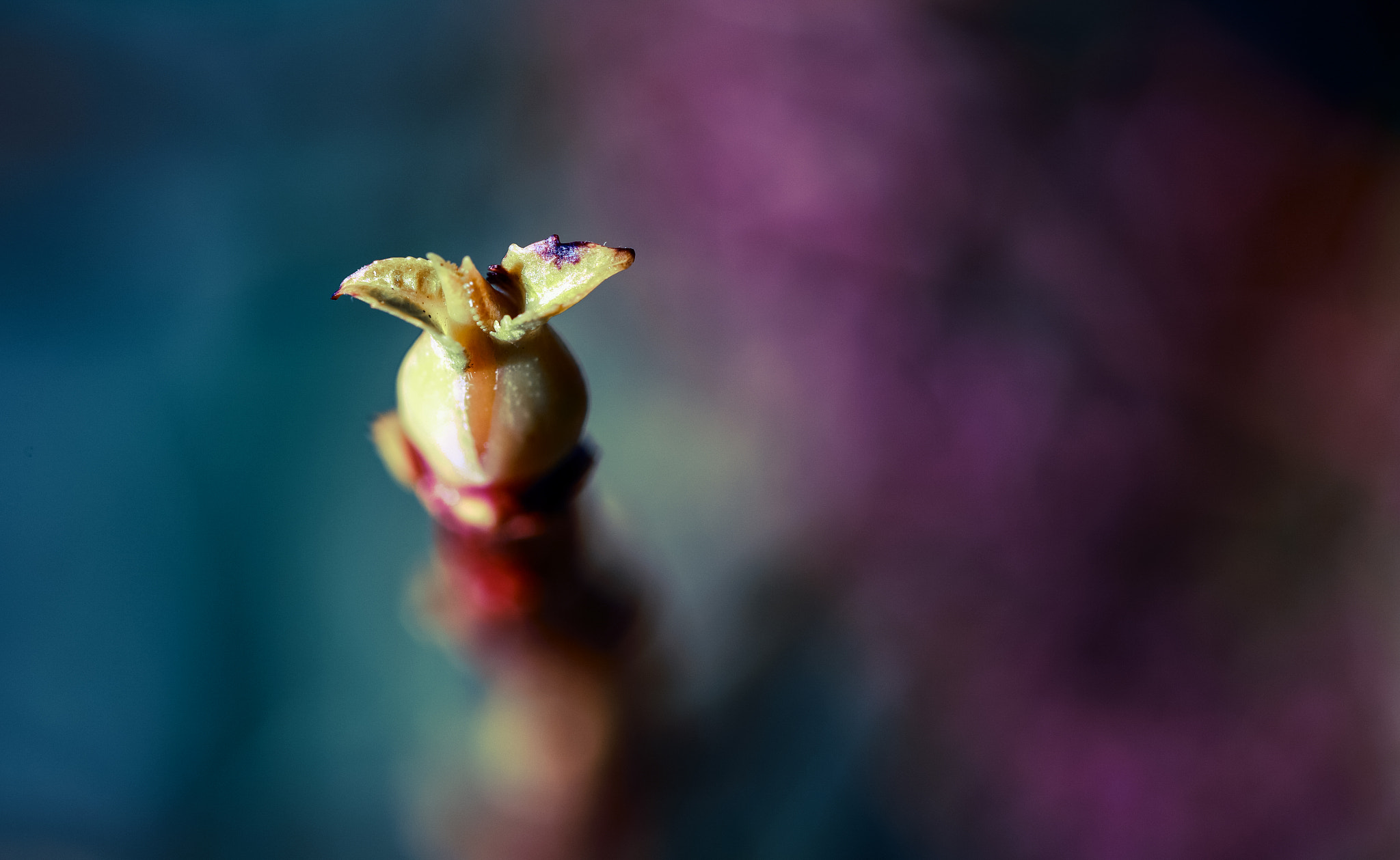 Sigma 105mm F2.8 EX DG OS HSM sample photo. Bud... photography