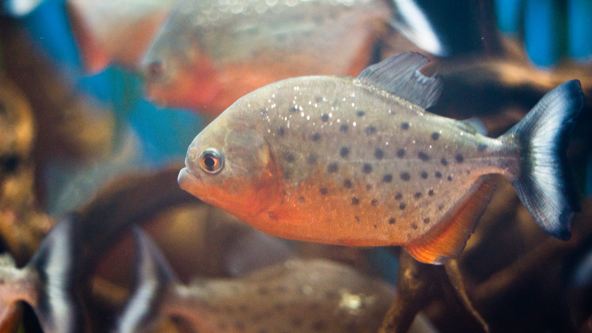 105mm F2.8 sample photo. Red-bellied pirana photography