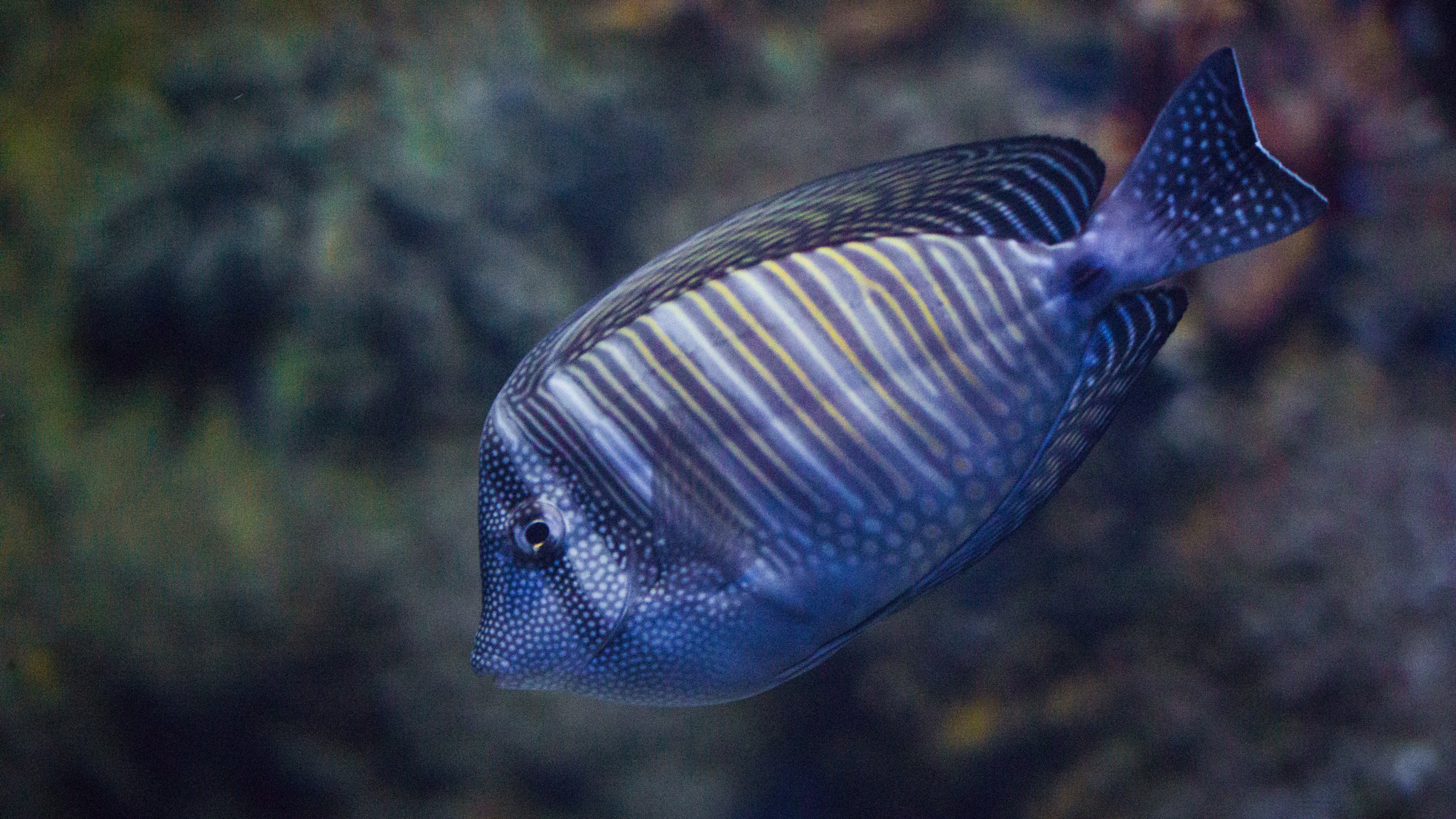 105mm F2.8 sample photo. Coral fish photography