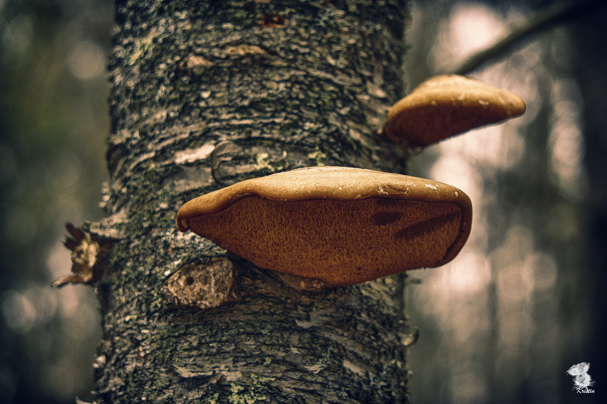 Sony Alpha NEX-3 sample photo. Tree fungus photography
