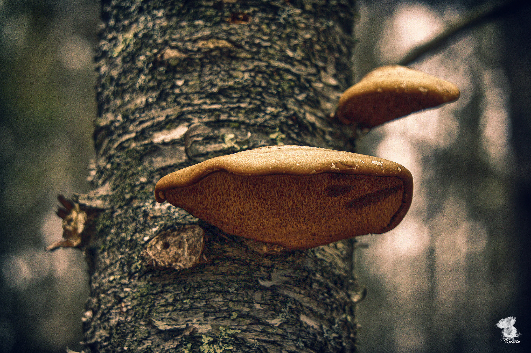 Sony Alpha NEX-3 + Sony E 55-210mm F4.5-6.3 OSS sample photo. Tree fungus photography