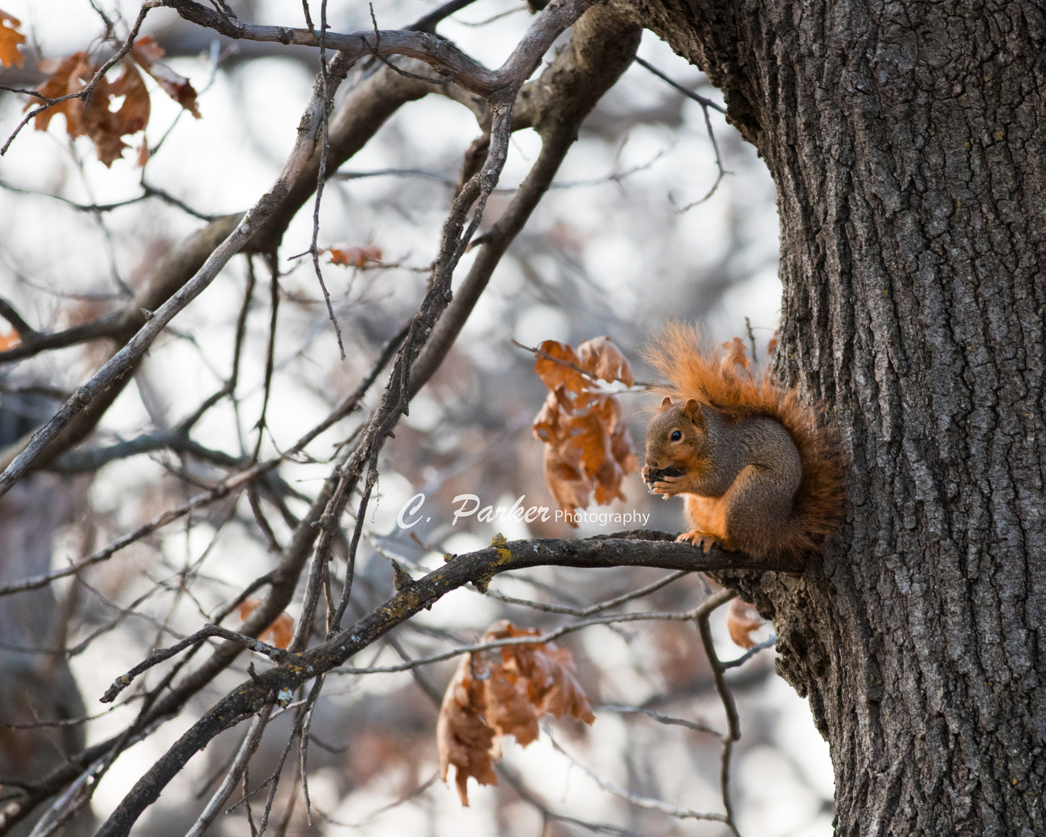 Canon EF 70-200mm F2.8L IS II USM sample photo. Squirrel photography