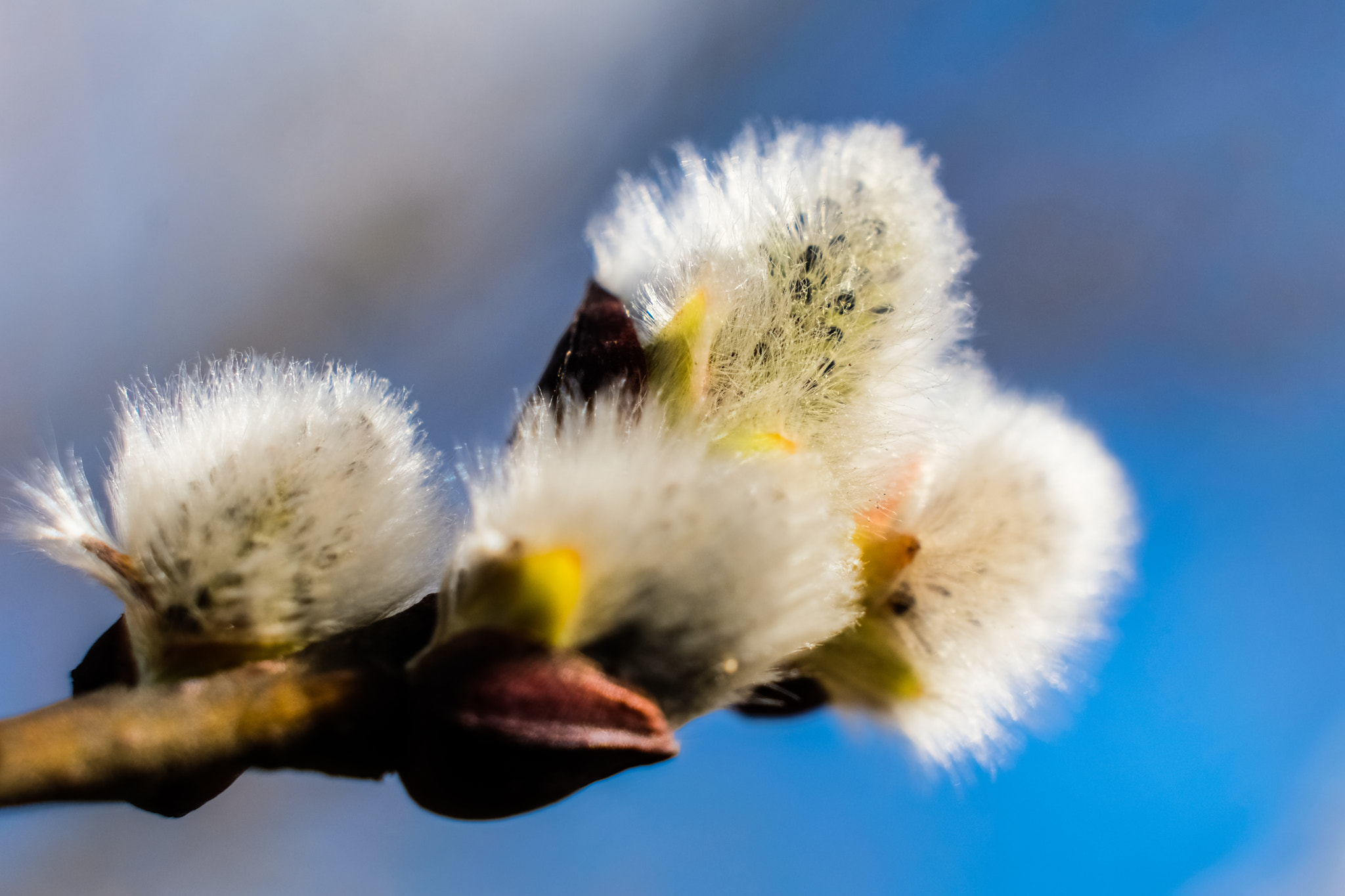 Fujifilm X-Pro2 + Fujifilm XF 18-55mm F2.8-4 R LM OIS sample photo. Catkin photography