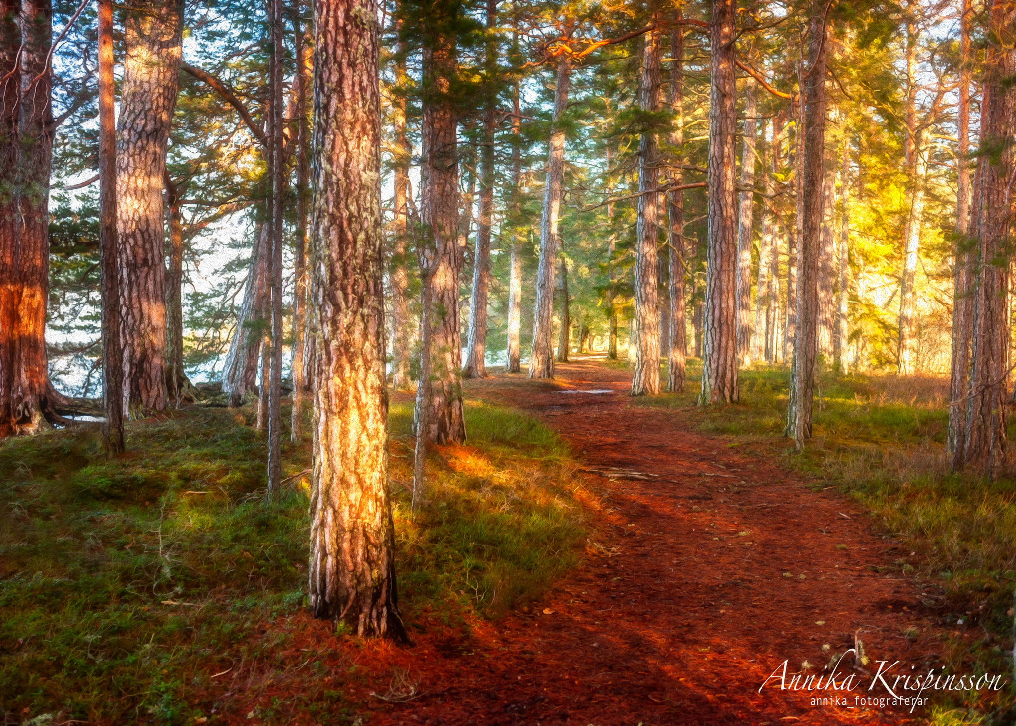 Nikon D700 sample photo. Sunset among pines, ii photography