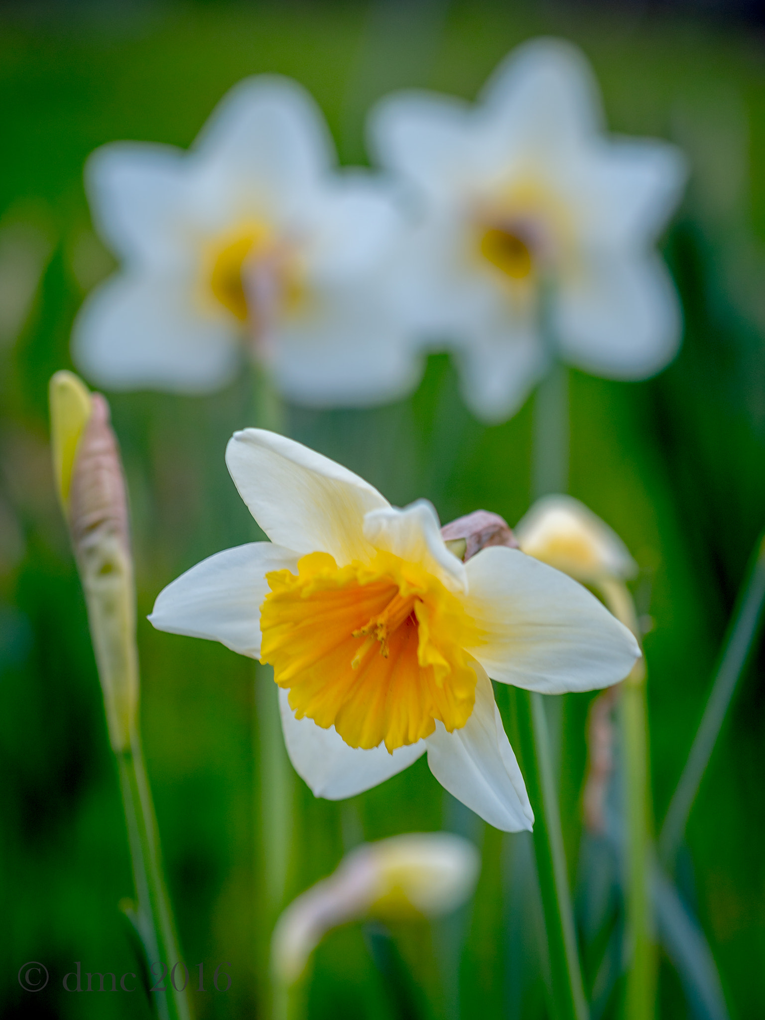 Olympus OM-D E-M5 II + Olympus M.Zuiko Digital 45mm F1.8 sample photo. Spring's return photography