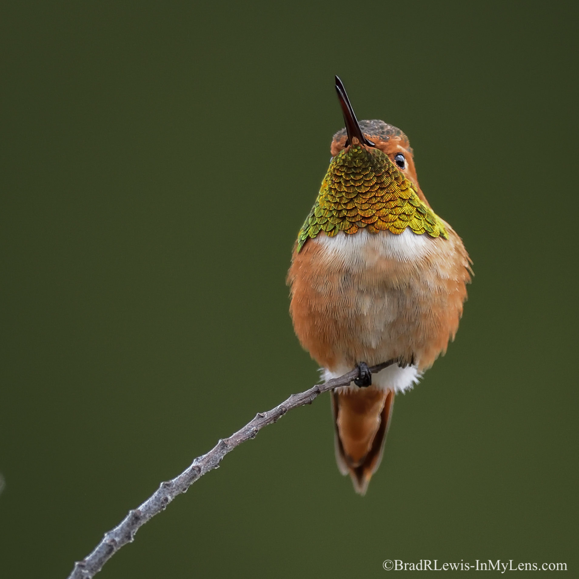 Nikon D5 sample photo. Allen's hummingbird photography