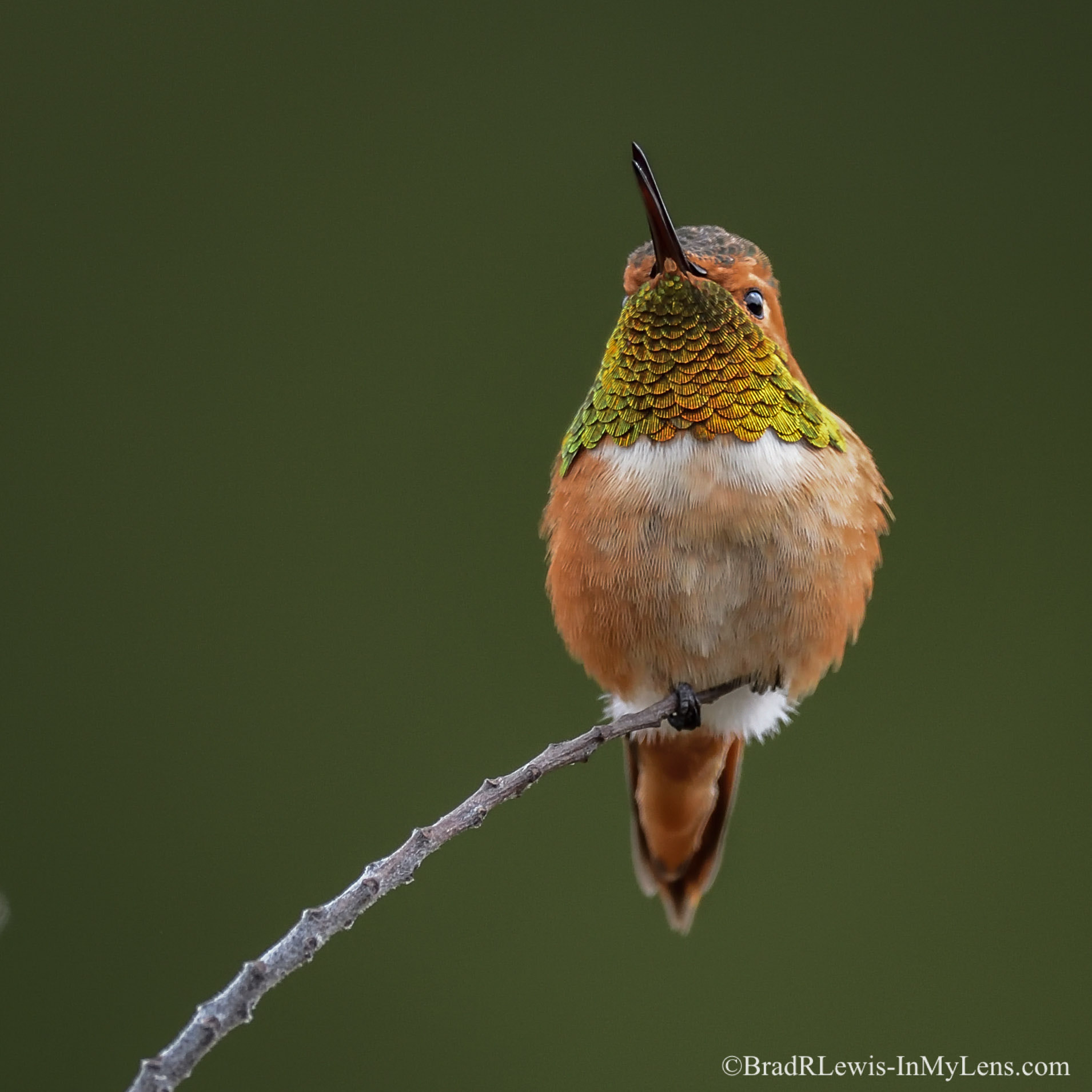 Nikon AF-S Nikkor 800mm F5.6E FL ED VR sample photo. Allen's hummingbird photography