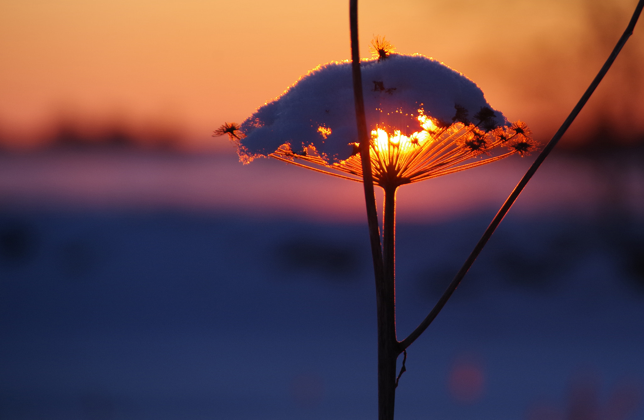 Pentax K-1 sample photo. The heat is on photography