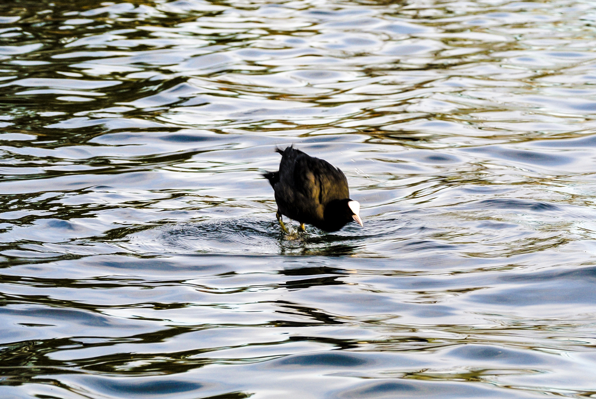 Nikon 1 Nikkor VR 30-110mm F3.8-5.6 sample photo. Der moment vor dem abtauchen photography