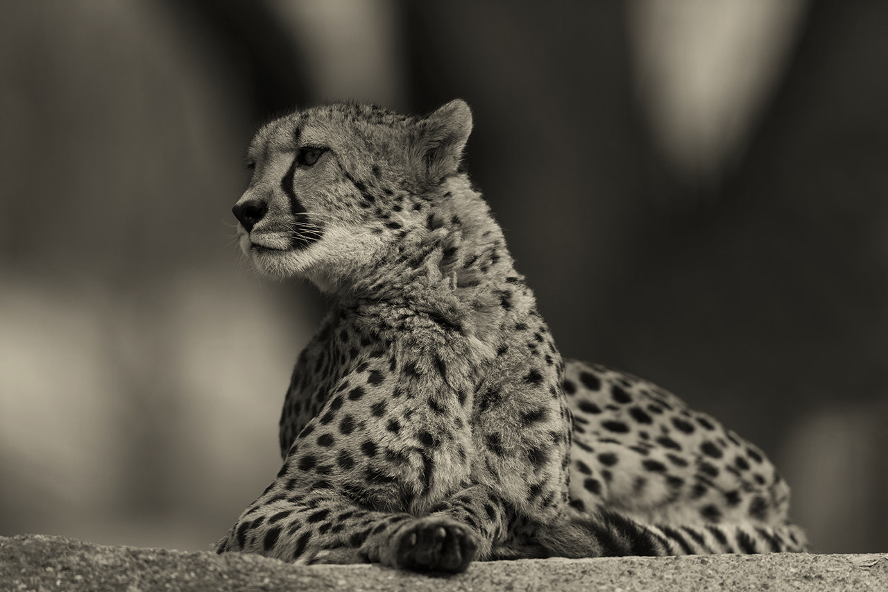 Canon EOS-1D X + Canon EF 600mm F4L IS II USM sample photo. Cheetah photography