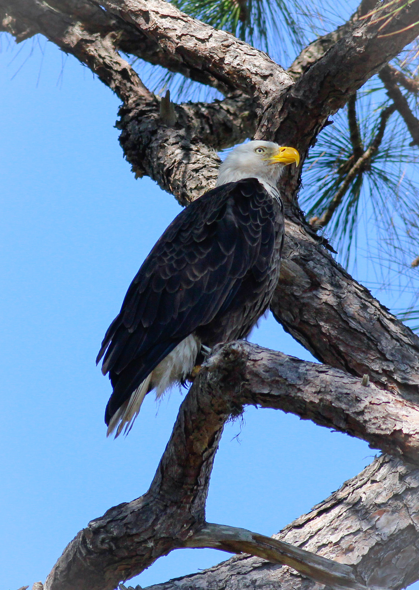 Canon EOS 600D (Rebel EOS T3i / EOS Kiss X5) + Canon EF 400mm F5.6L USM sample photo. Bald eagle photography