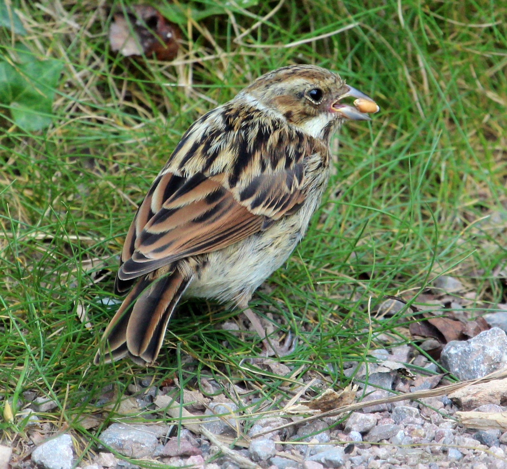 Canon EF 100-400mm F4.5-5.6L IS USM sample photo. Sparrow photography