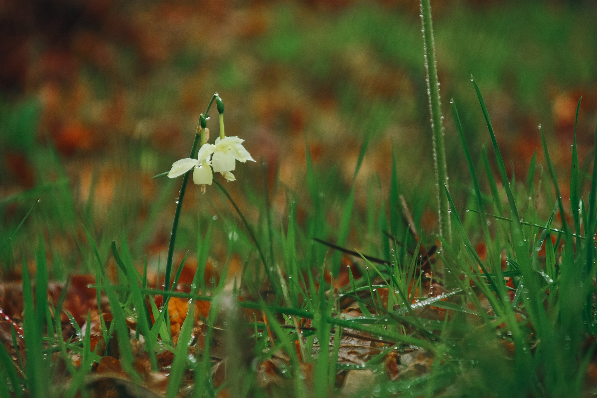 Canon TS-E 90mm F2.8 Tilt-Shift sample photo. Lost in the forest photography