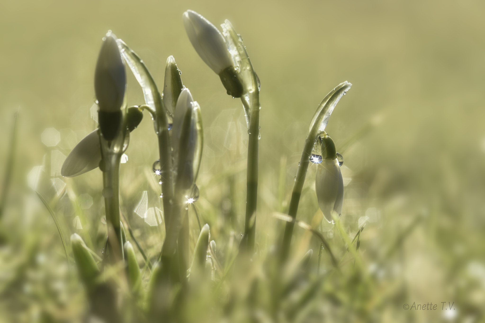 Nikon AF-S Micro-Nikkor 105mm F2.8G IF-ED VR sample photo. Twinkling snow drops .. photography