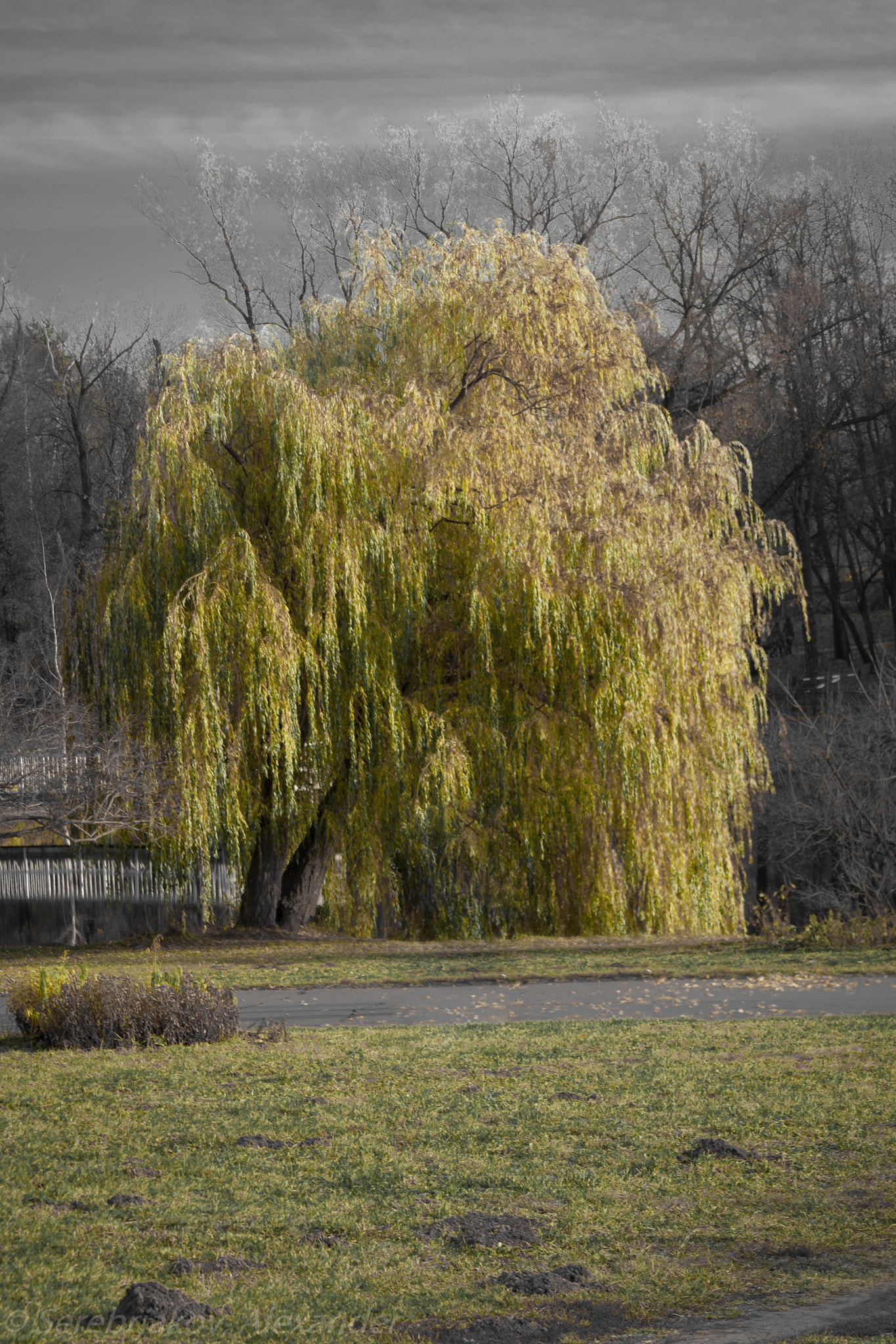 Canon EOS 350D (EOS Digital Rebel XT / EOS Kiss Digital N) sample photo. Weeping willow on late fall's frozen day photography
