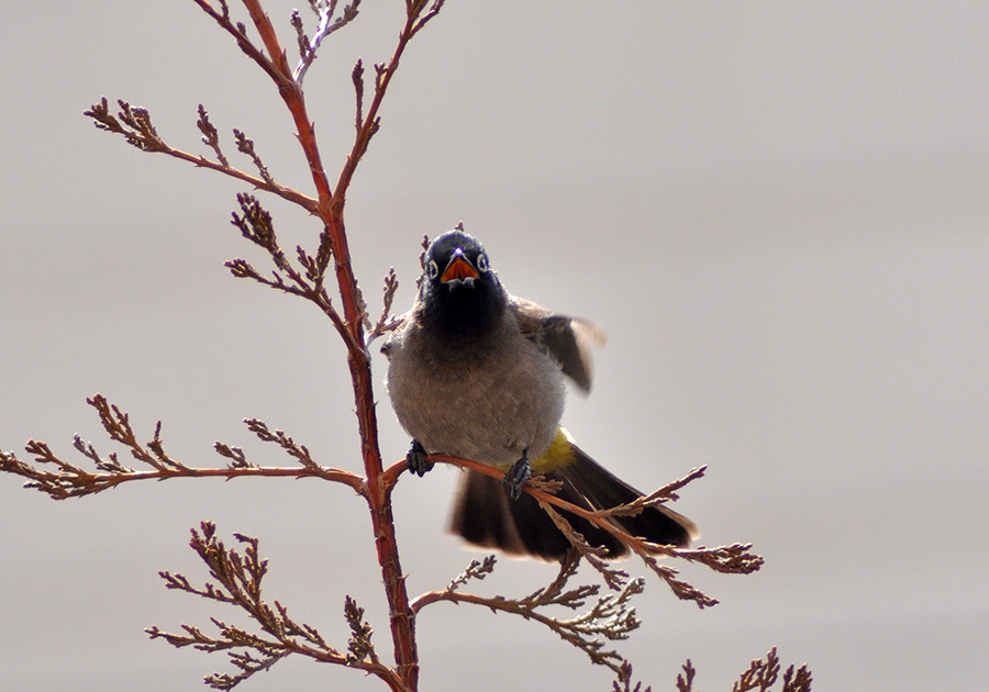 Nikon D5000 sample photo. Bird photography