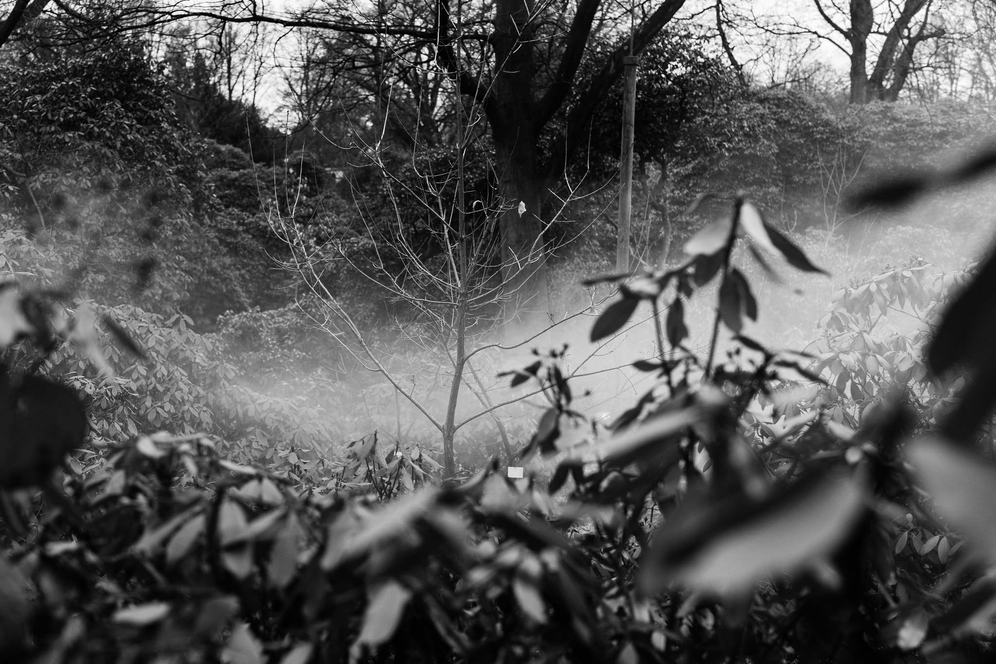 Sony Cyber-shot DSC-RX1 + 35mm F2.0 sample photo. Nebelwald photography