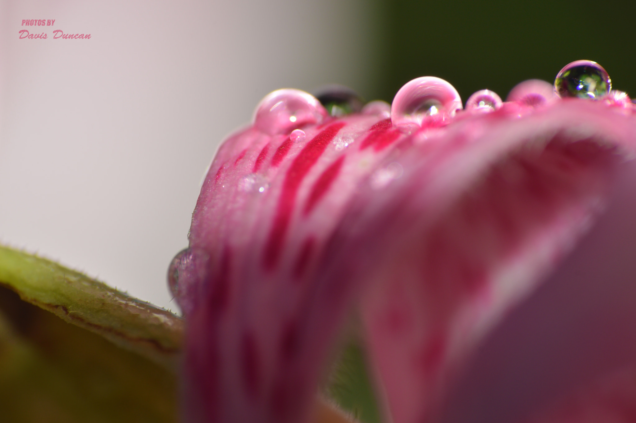 Nikon D3200 sample photo. Flower-slide photography