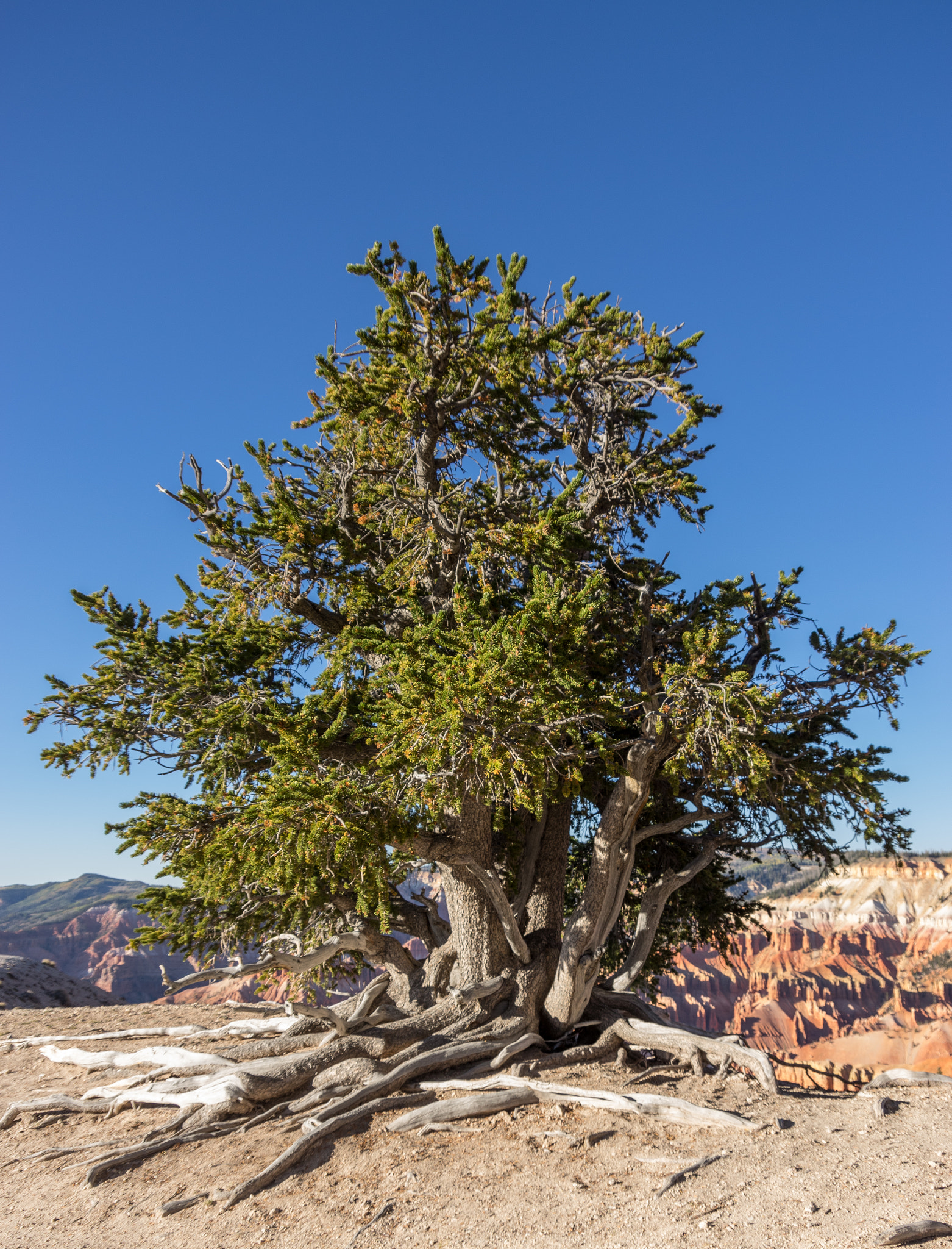 Pentax K-3 + Pentax smc DA 18-135mm F3.5-5.6ED AL [IF] DC WR sample photo. Tree at cedar creek photography