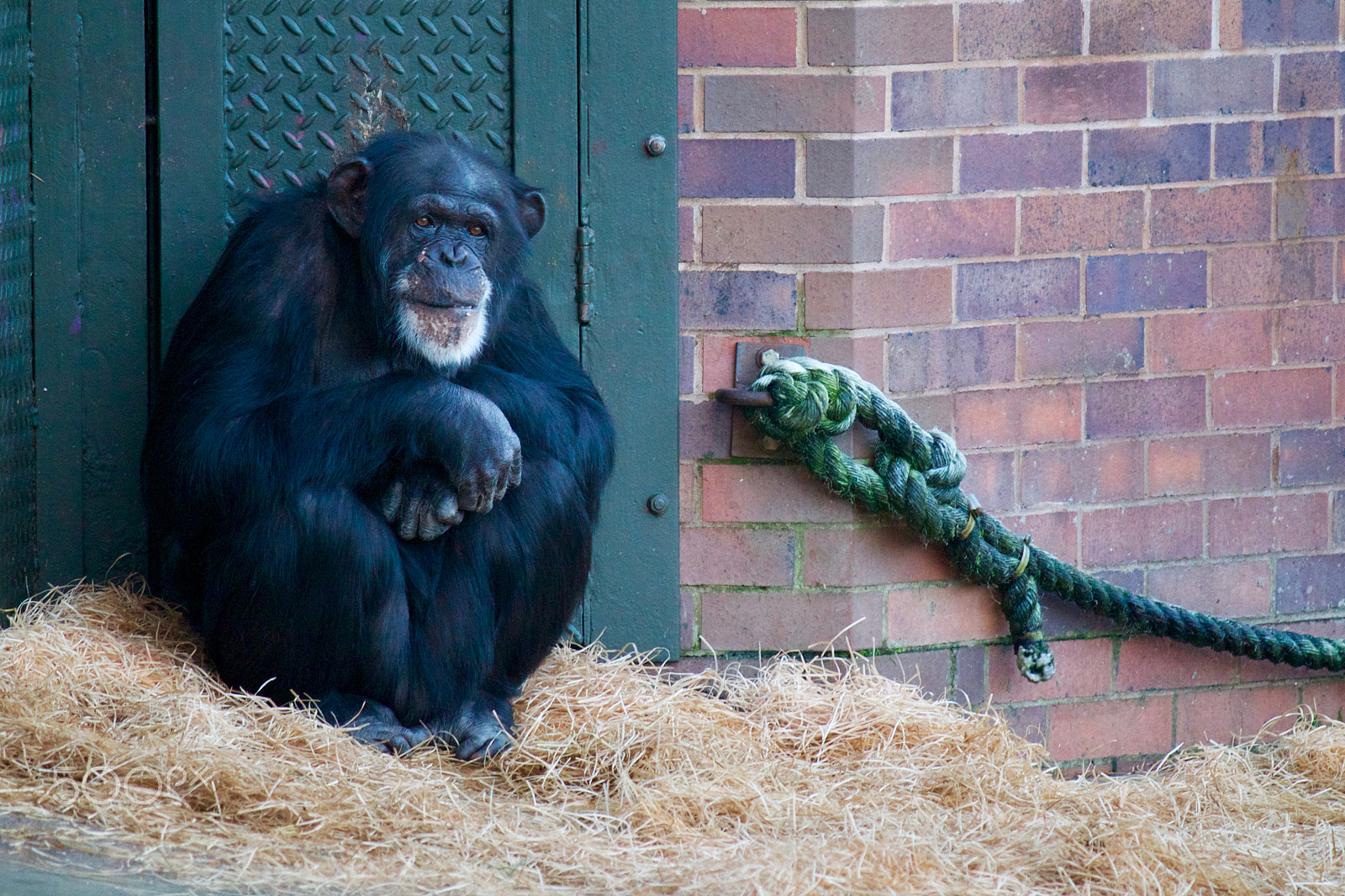 Canon EF-S 55-250mm F4-5.6 IS sample photo. Chimpanzee photography