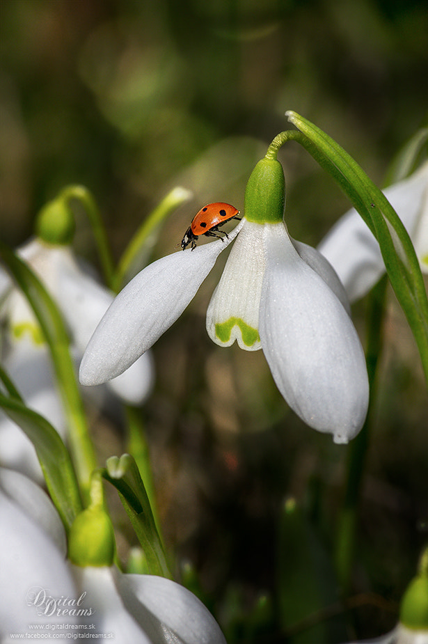 Pentax K-3 sample photo. Snowdrop and ladybug photography