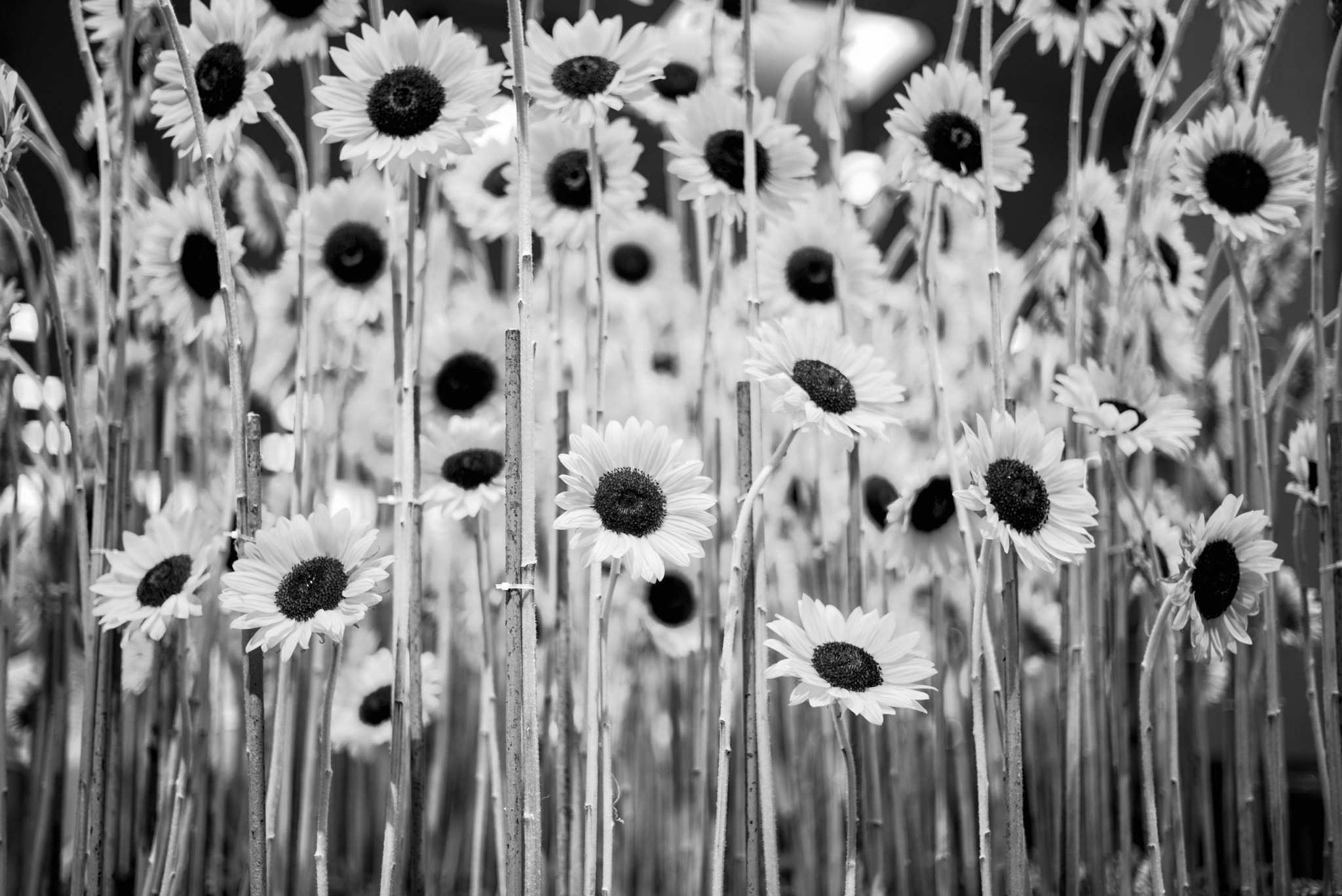 Leica Summilux-M 35mm F1.4 ASPH sample photo. Sun flower photography