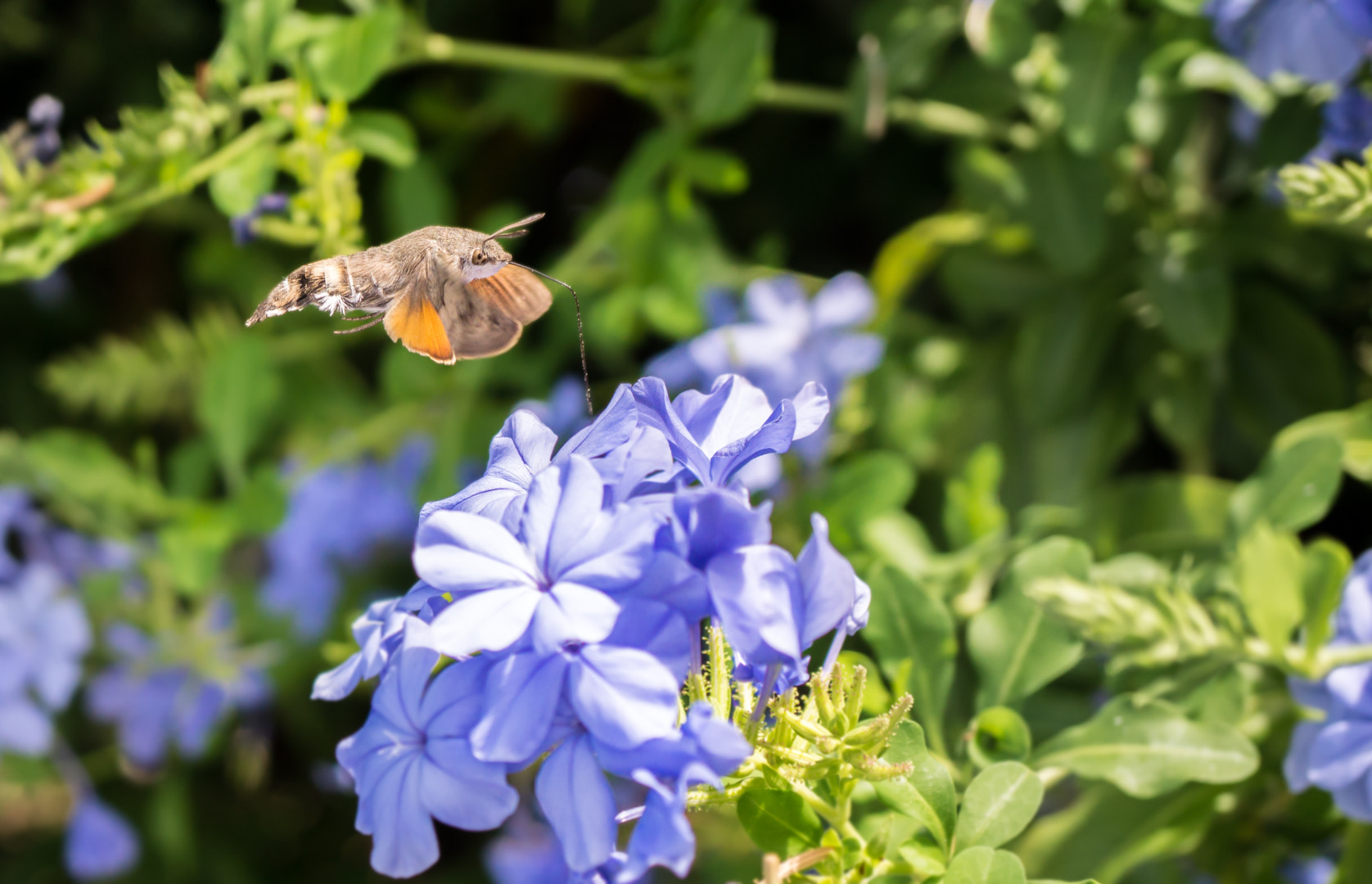 Sony Alpha a5000 (ILCE 5000) + Sony E 30mm F3.5 Macro sample photo. Hummingbird hawkmoth photography