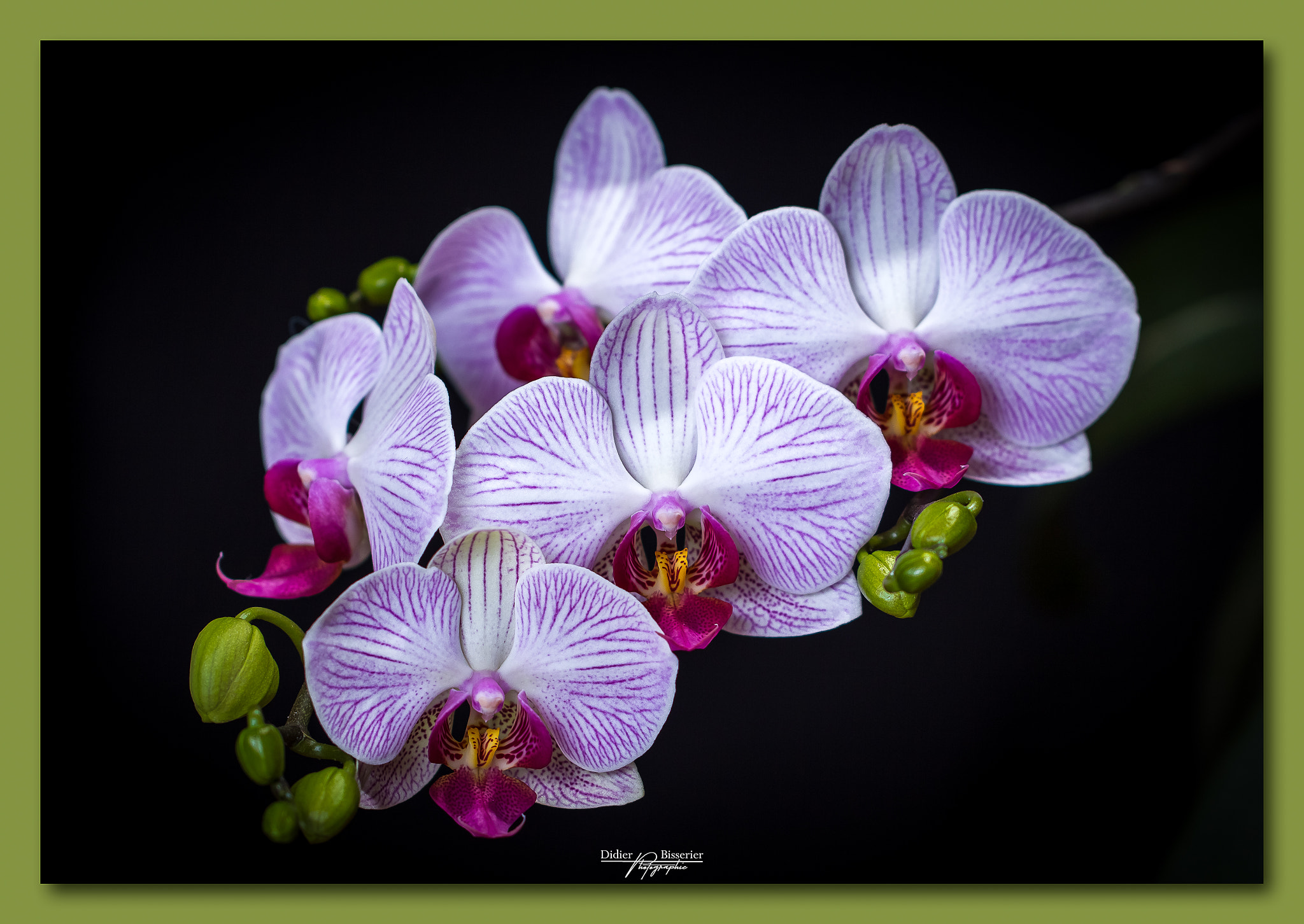 Canon EF 100mm F2.8L Macro IS USM sample photo. Hypnotic lines photography