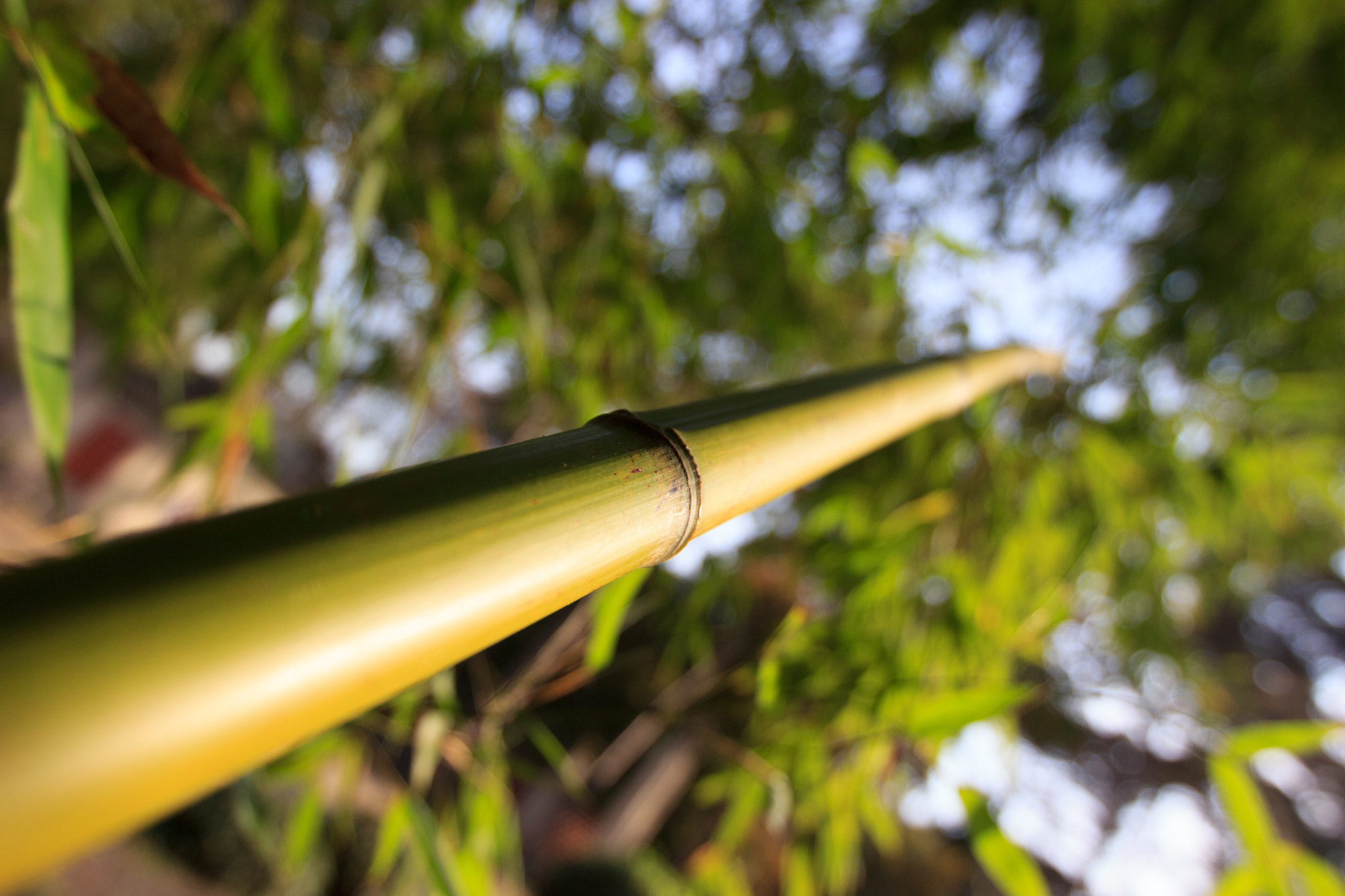 Canon EF 16-35mm F2.8L II USM sample photo. Vers le ciel photography