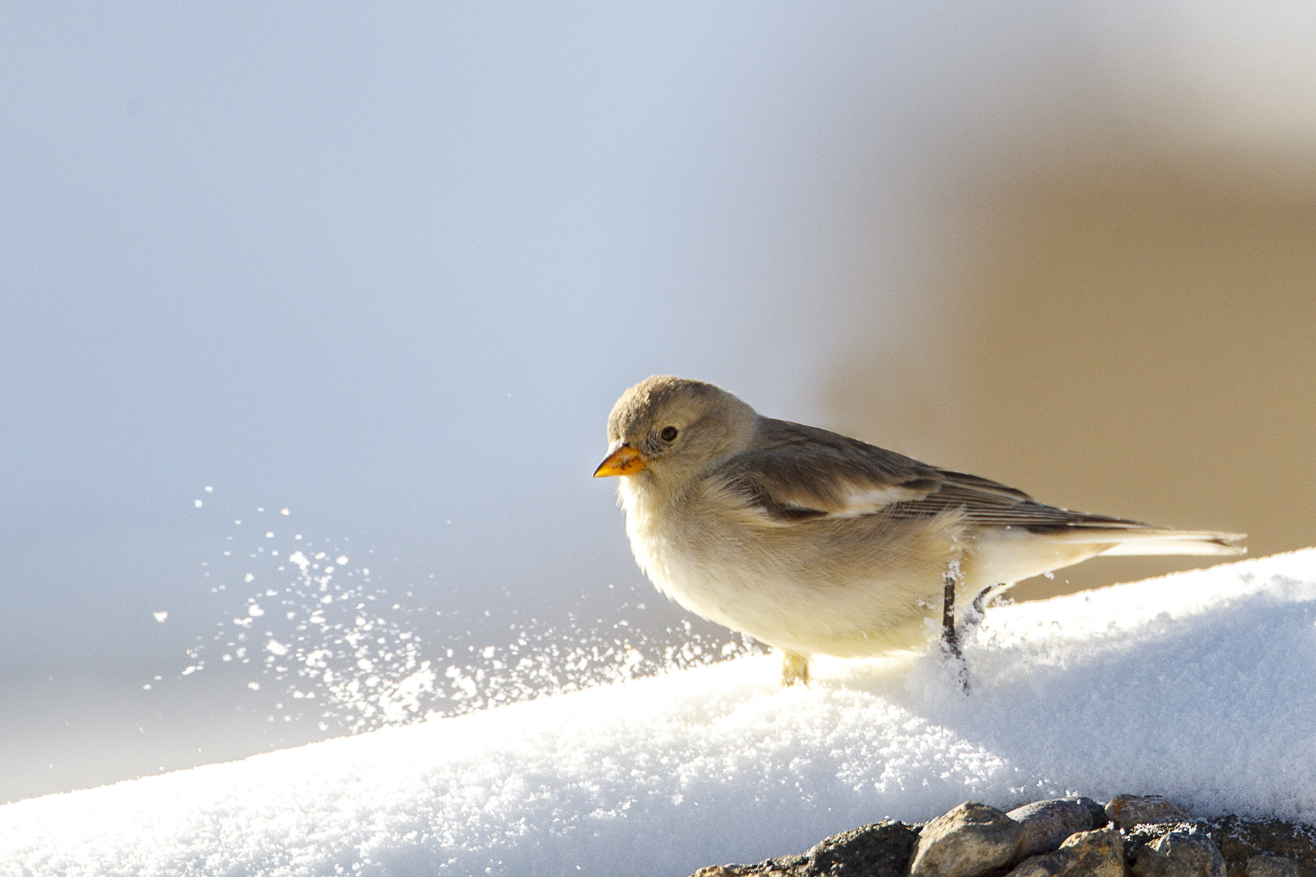 Canon EF 500mm F4L IS USM sample photo. Tibetan snow finch photography