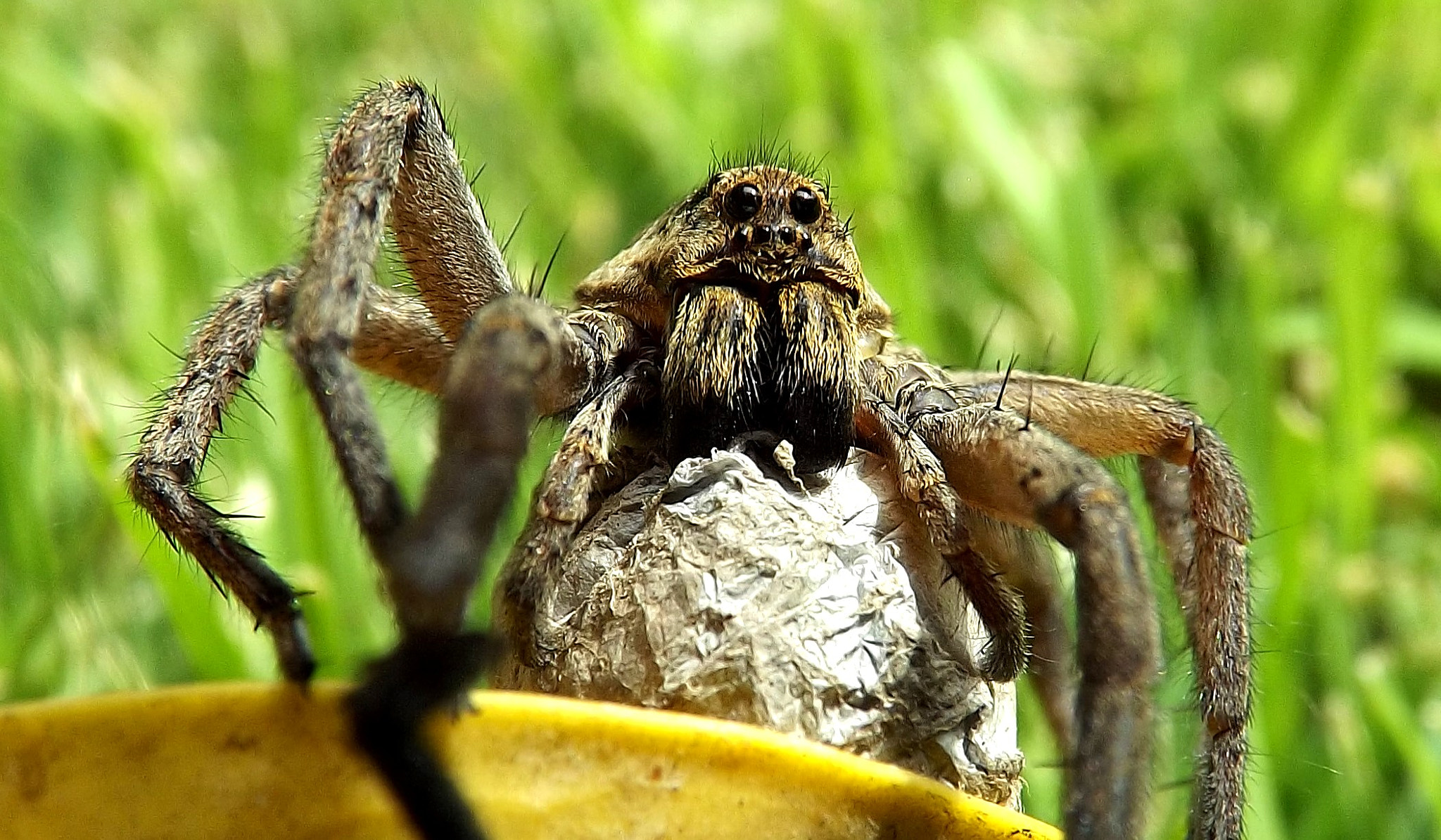 Fujifilm FinePix S4200 sample photo. Araña lobo (lycosa sp.) photography