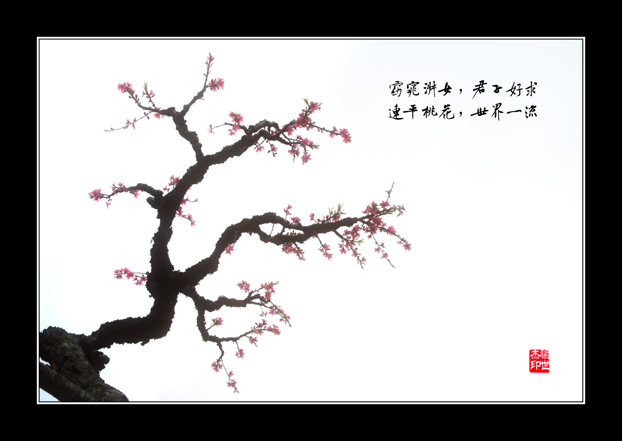 Pentax D FA* 70-200mm F2.8ED DC AW sample photo. Peach tree photography