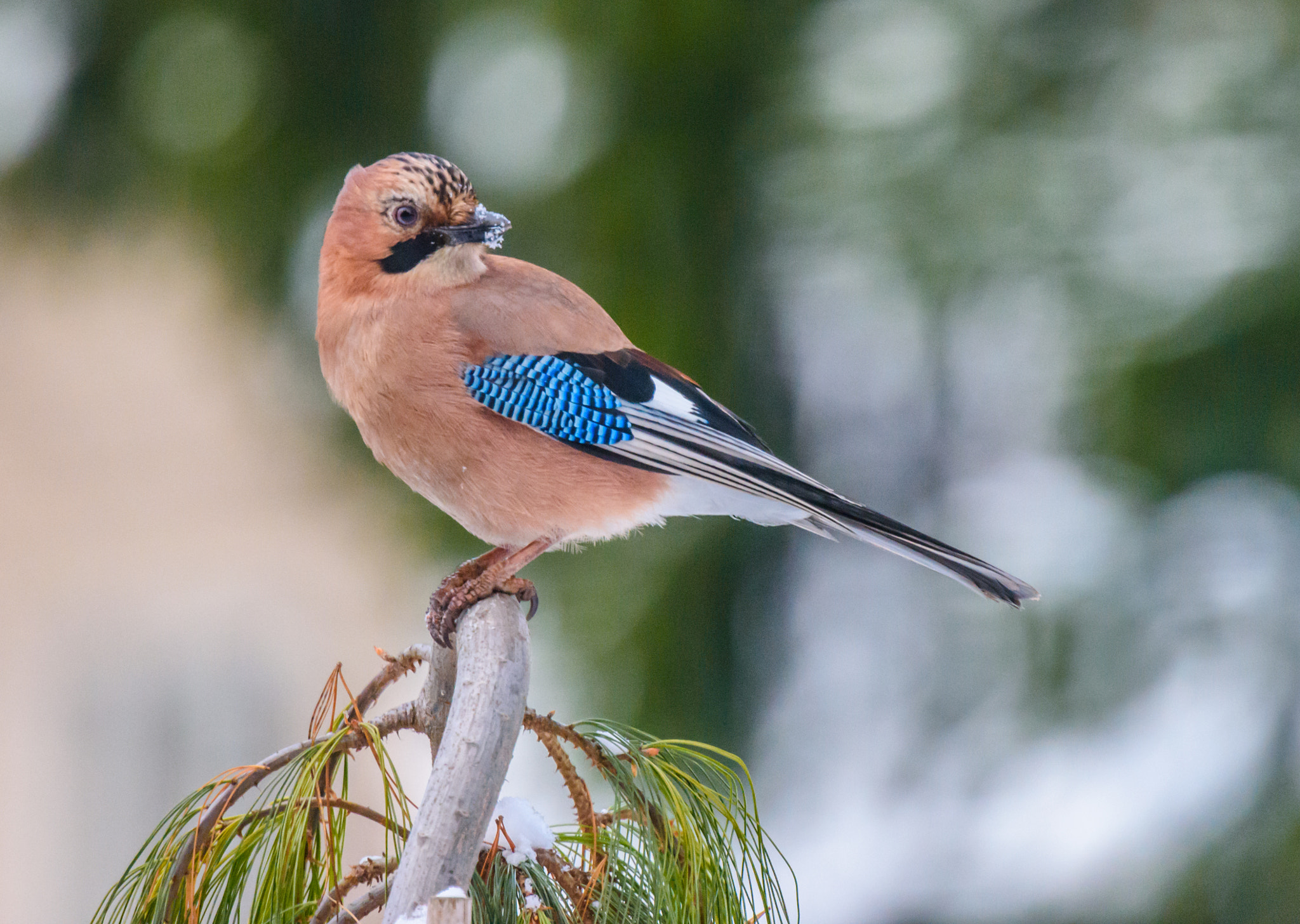 Nikon Nikkor AF-S 300mm F4E PF ED VR sample photo. Красотулька photography
