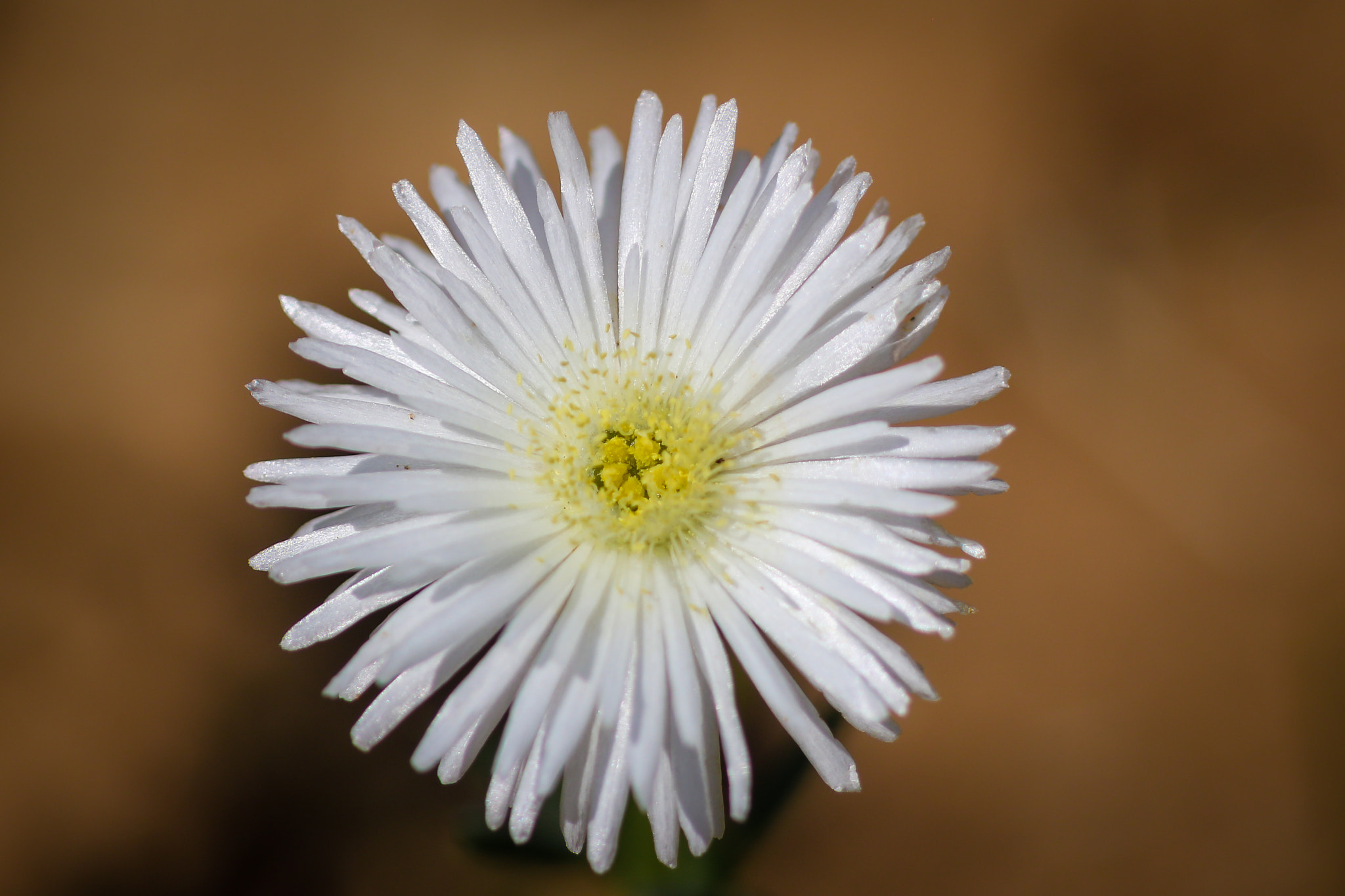 Canon EF 100mm F2.8 Macro USM sample photo. Yellow on white photography