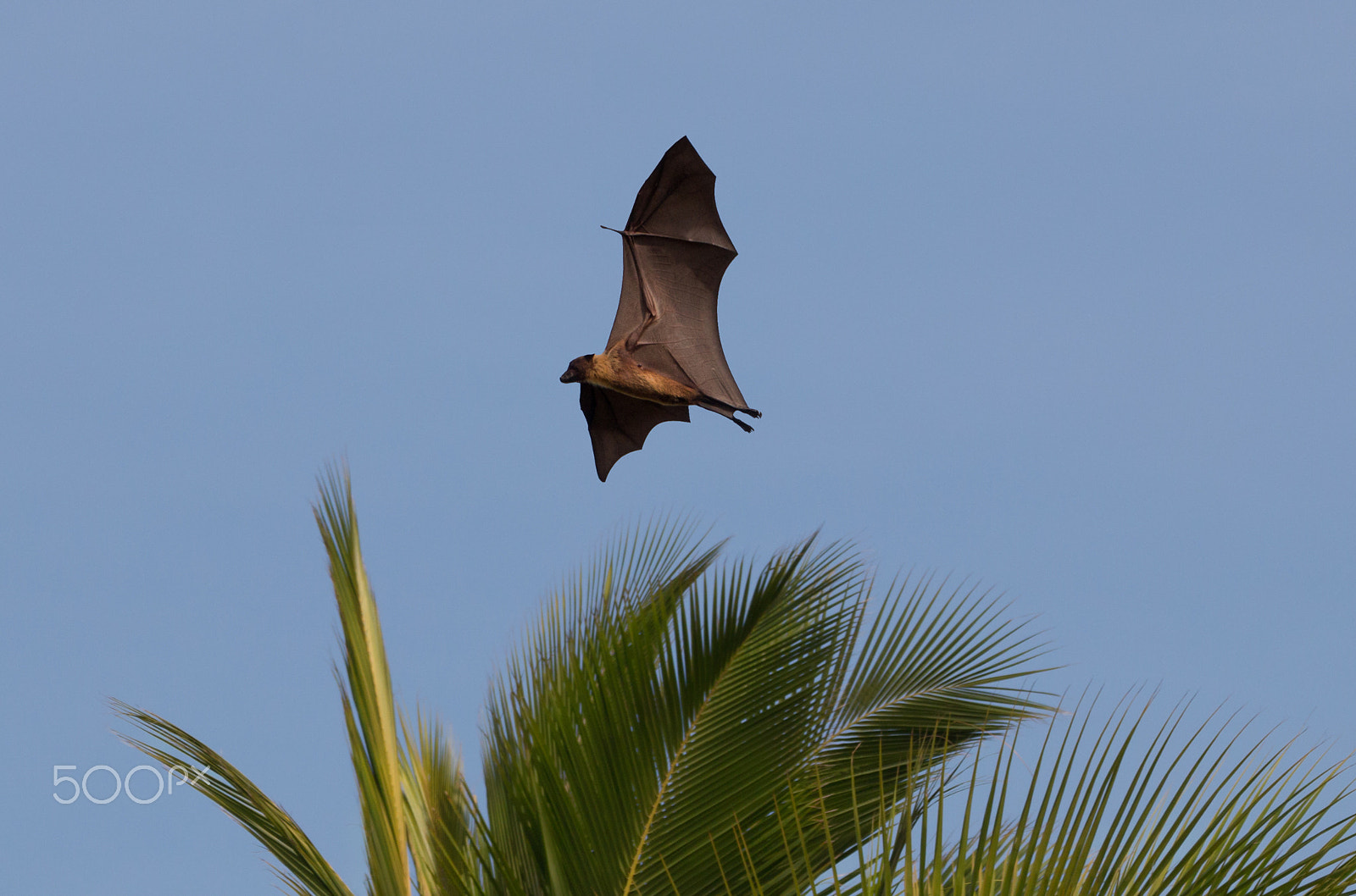 Canon EF 70-300mm F4-5.6L IS USM sample photo. Maldevian fruit bat photography