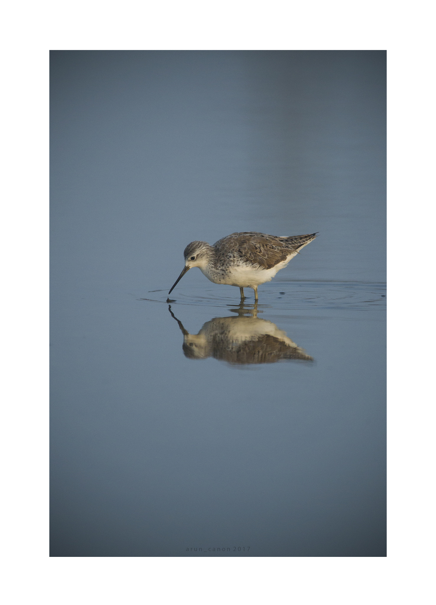 Canon EOS-1D Mark IV + Sigma 150-500mm F5-6.3 DG OS HSM sample photo. Sand piper photography