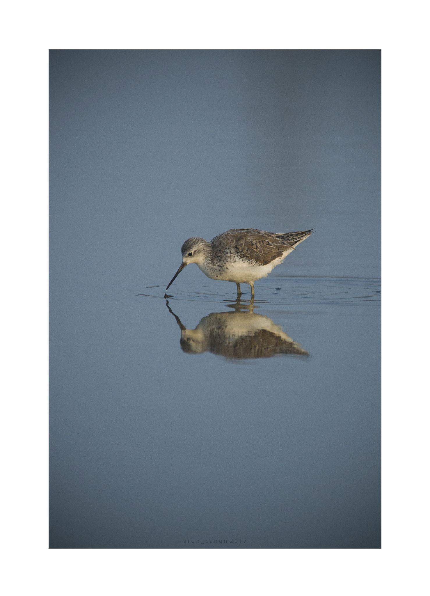 Sigma 150-500mm F5-6.3 DG OS HSM sample photo. Sand piper photography