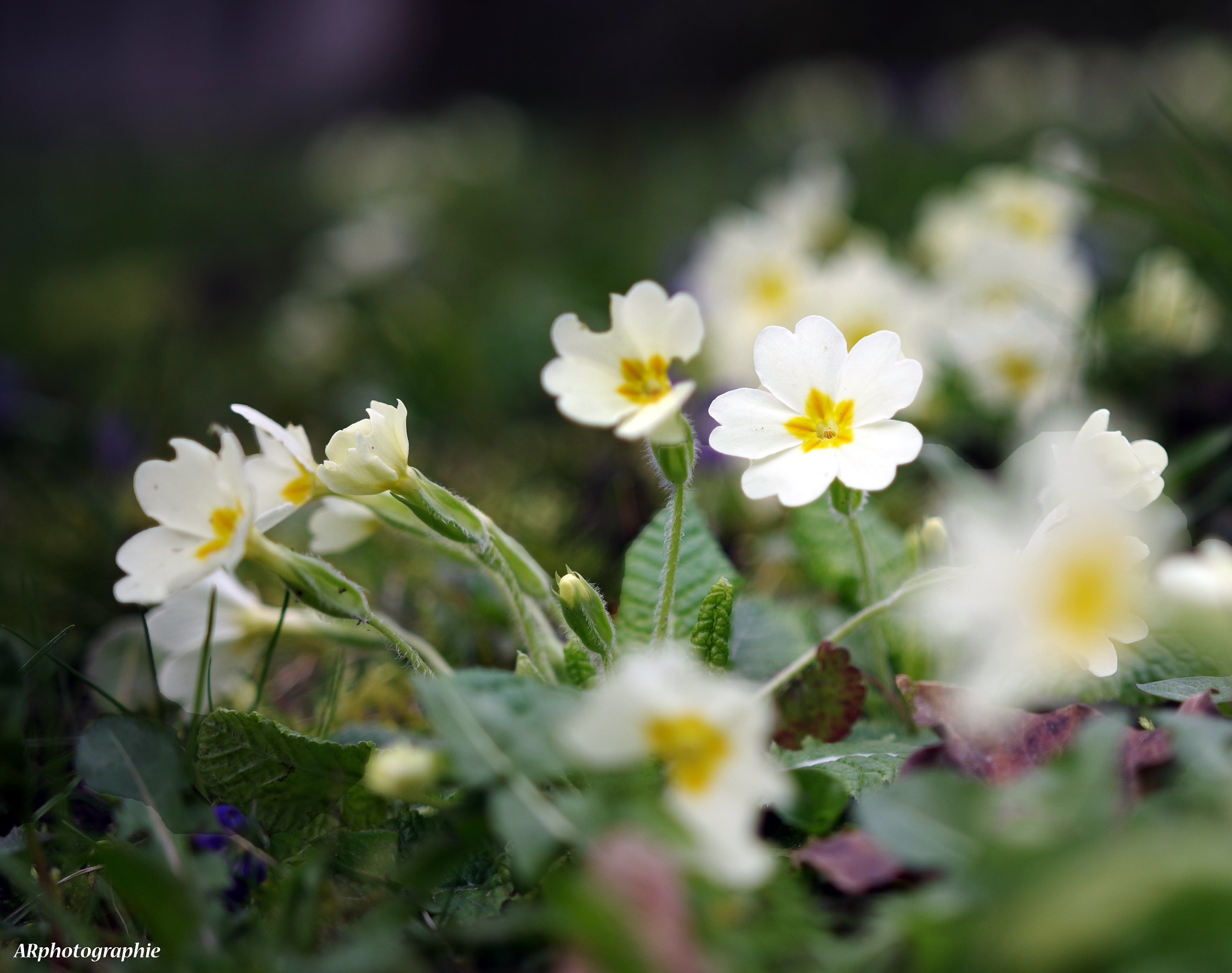 Pentax KP + Sigma 18-35mm F1.8 DC HSM Art sample photo. Beaux jours photography