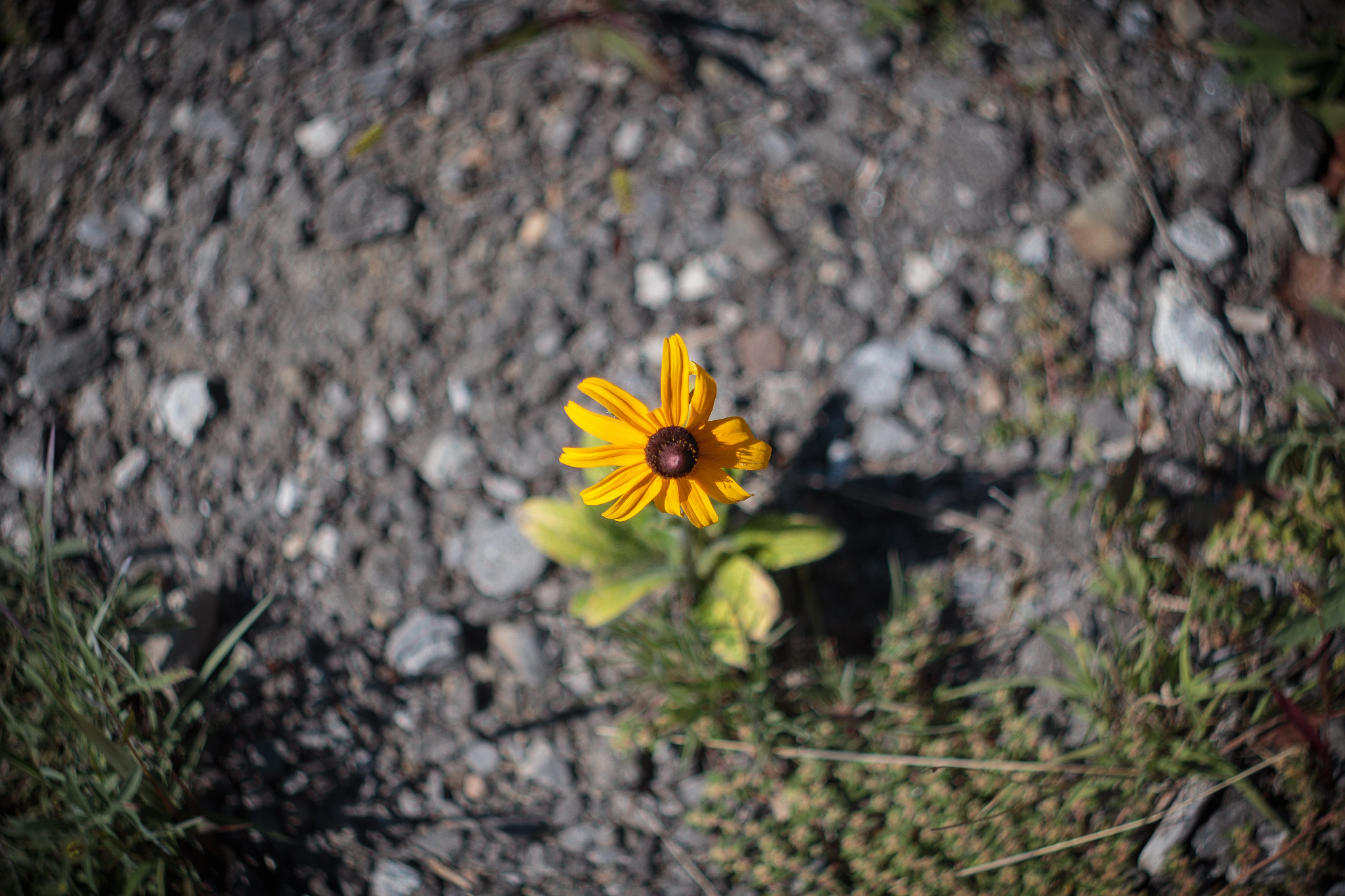 Canon EF 35-80mm f/4-5.6 sample photo. Surviving photography