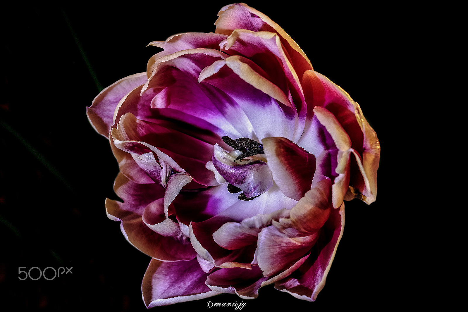Canon EF 100mm F2.8 Macro USM sample photo. Tulip photography