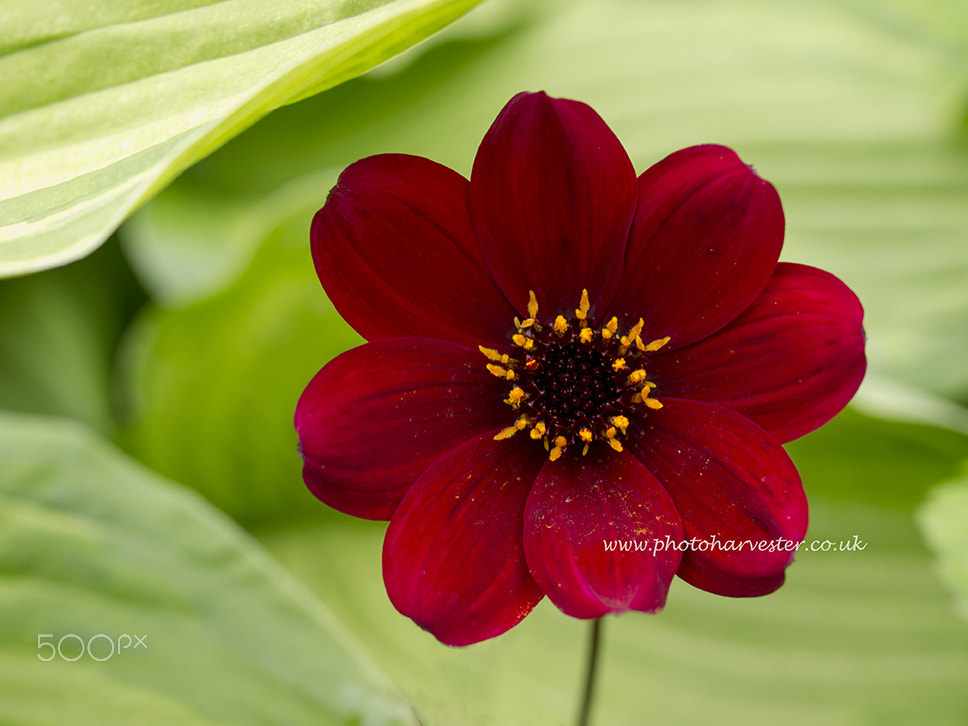 Olympus PEN E-PL1 + OLYMPUS 35mm Lens sample photo. Red dahlia in green bokeh photography