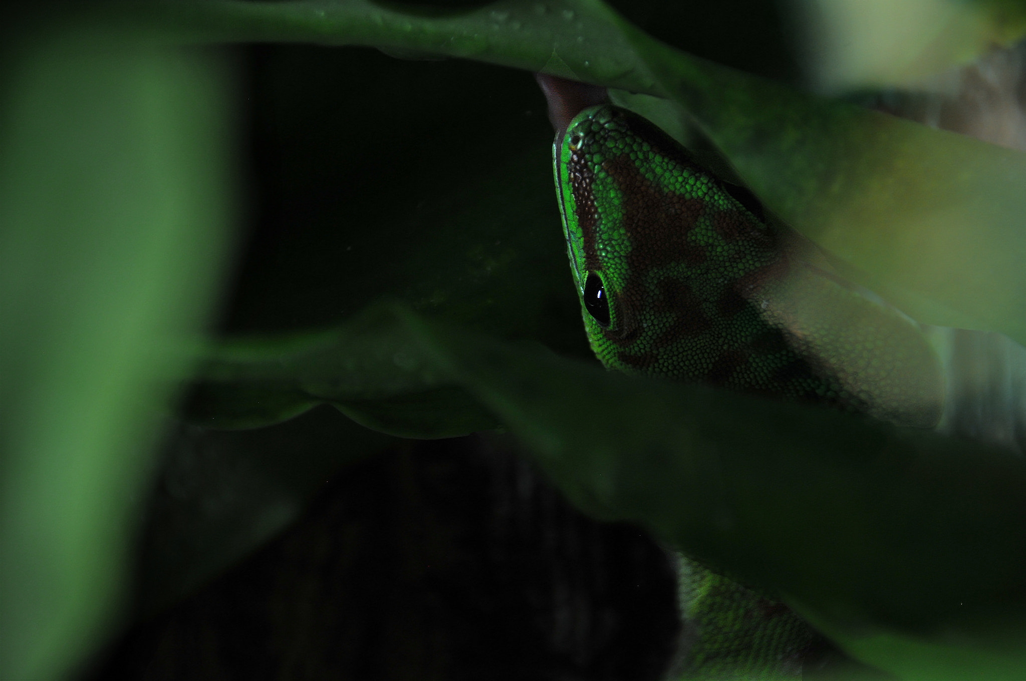 Sigma 18-250mm F3.5-6.3 DC Macro OS HSM sample photo. Find the gecko photography